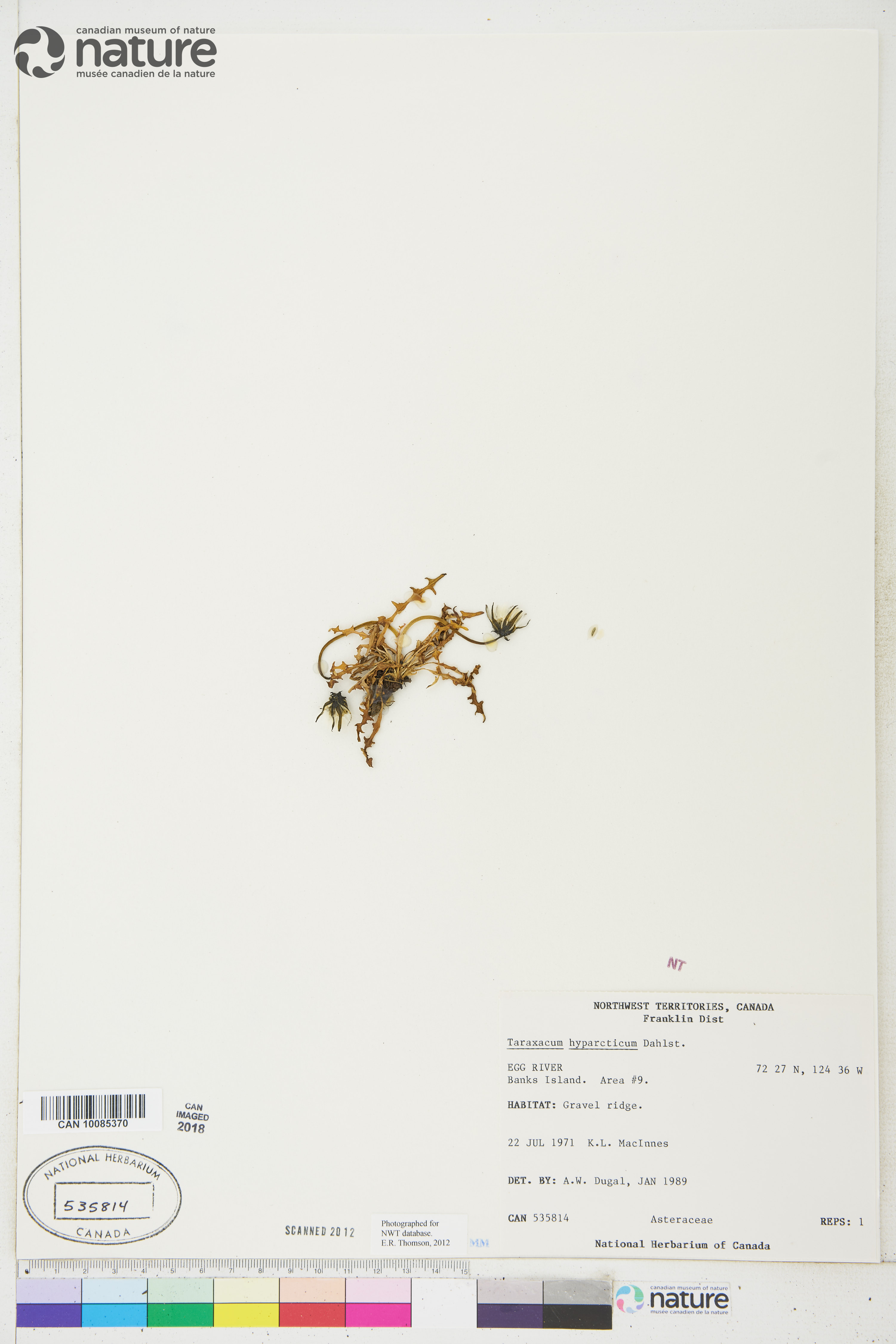 Taraxacum phymatocarpum image