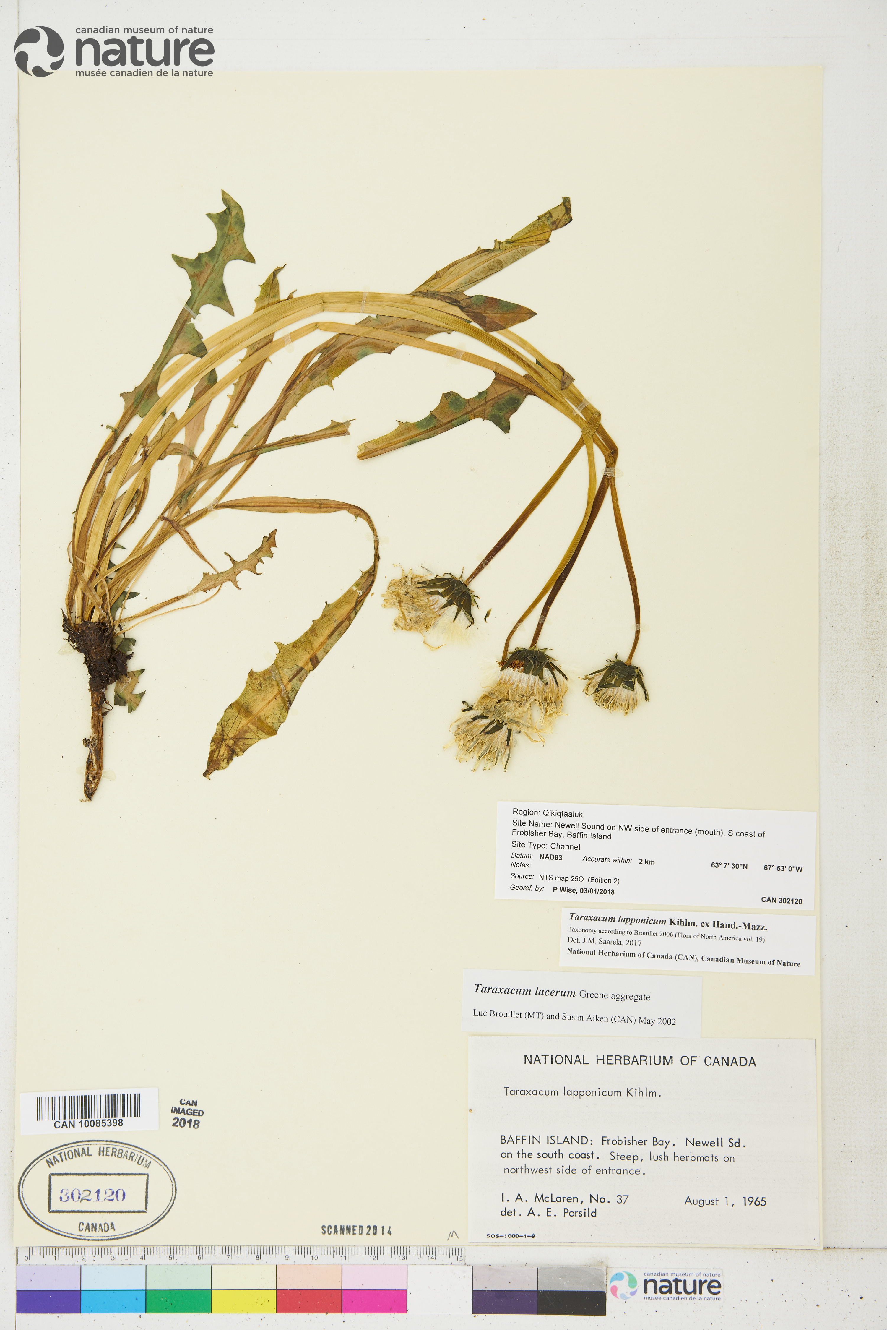 Taraxacum lapponicum image