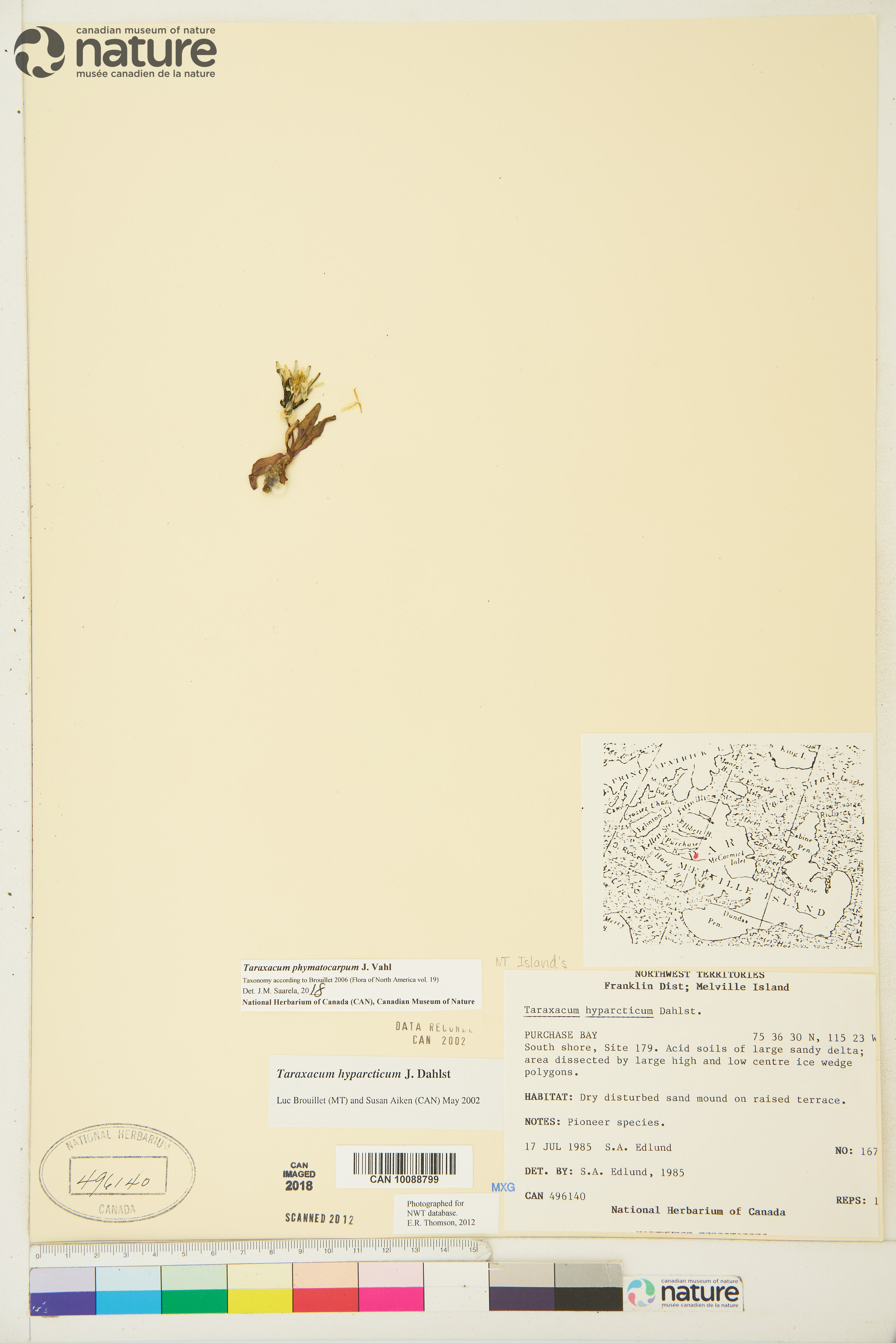 Taraxacum phymatocarpum image