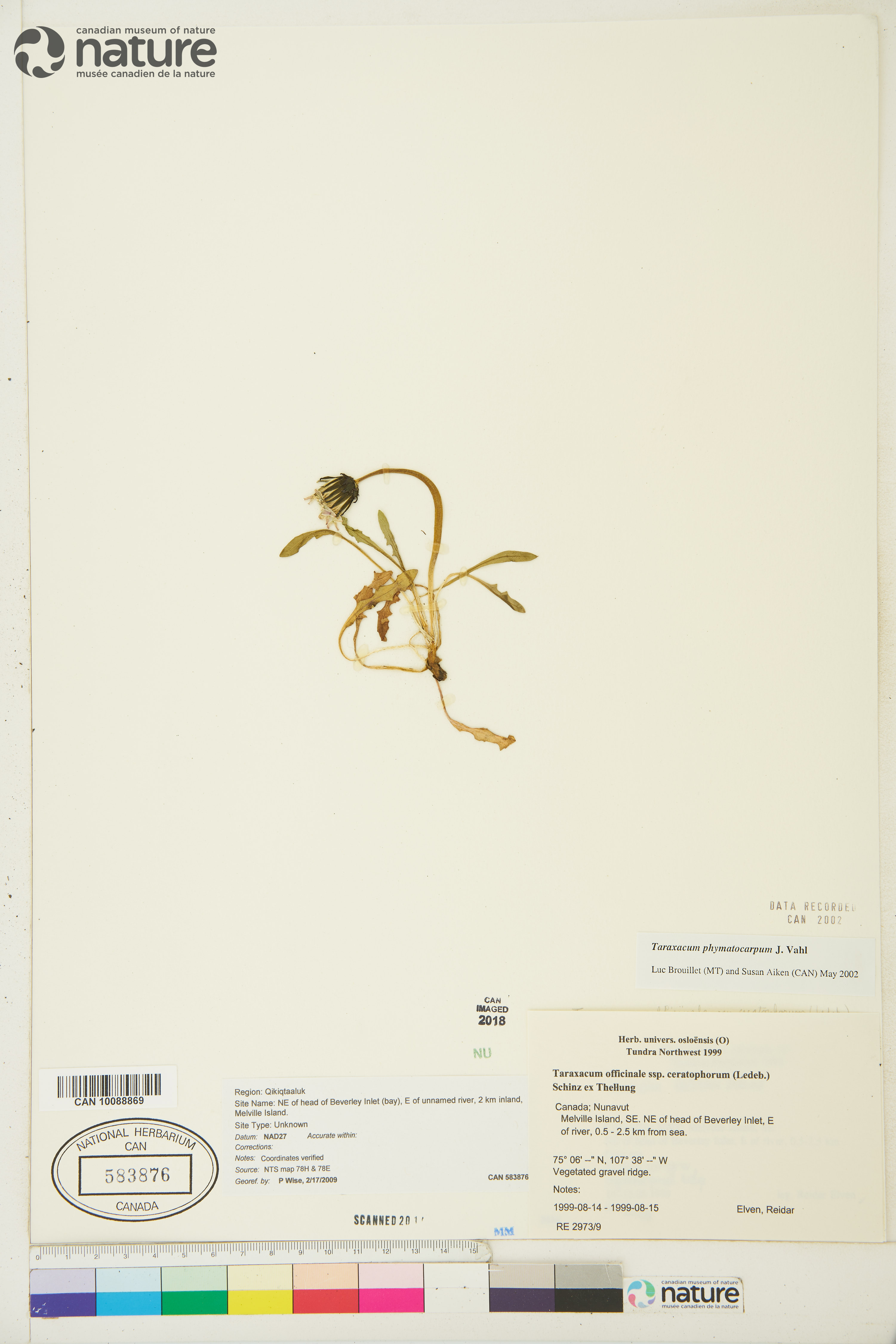 Taraxacum ceratophorum image