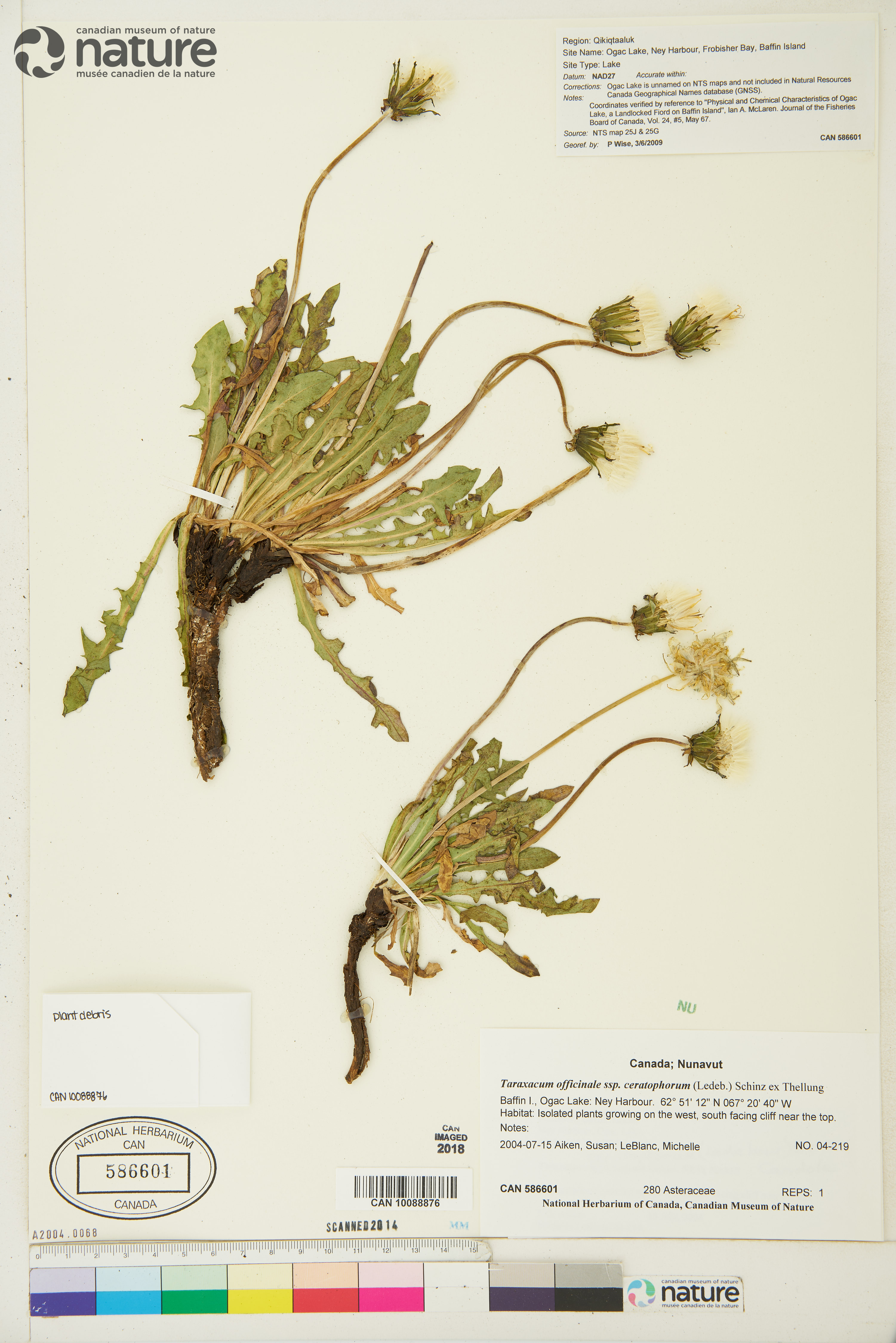 Taraxacum officinale subsp. ceratophorum image