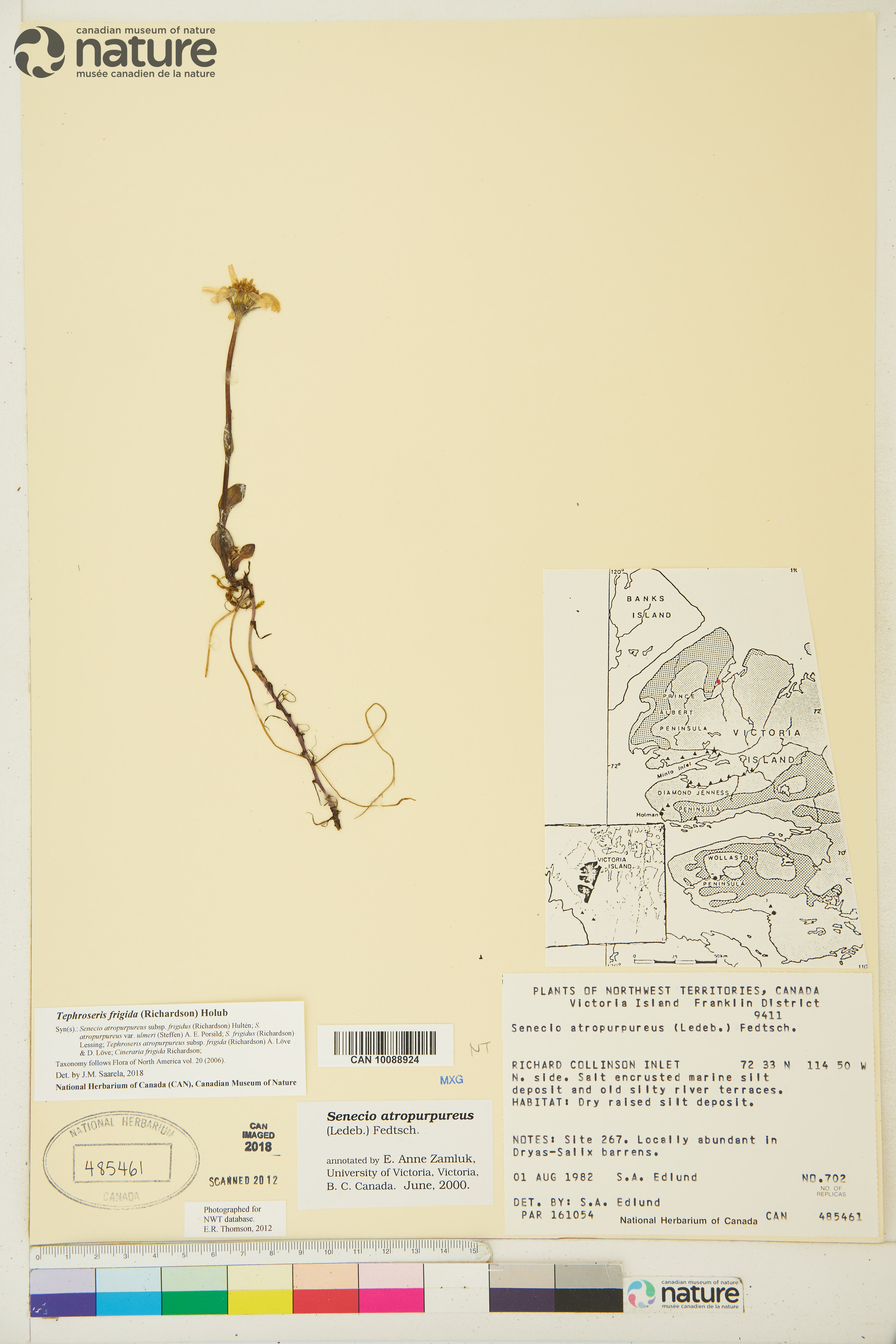 Tephroseris image