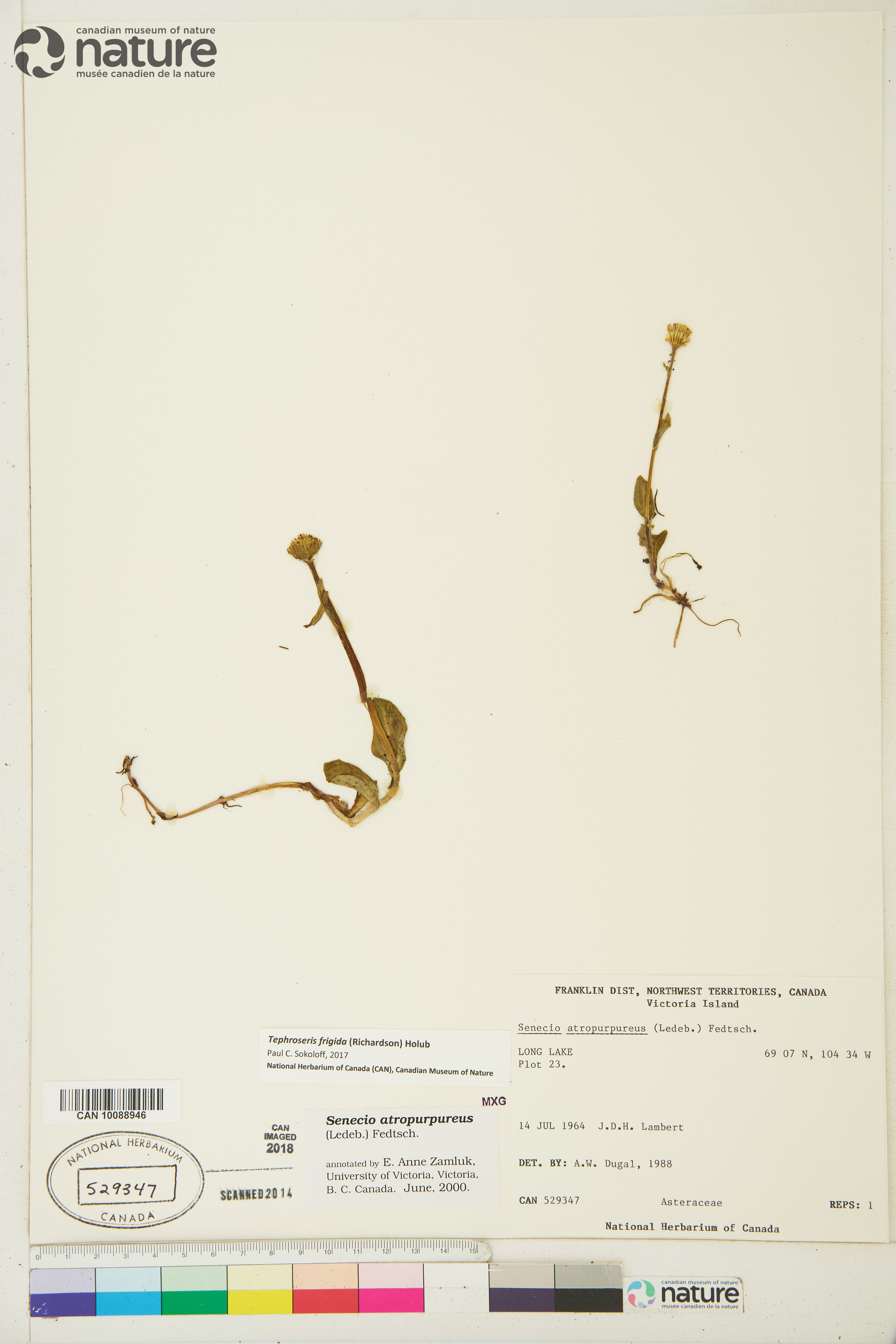 Tephroseris image