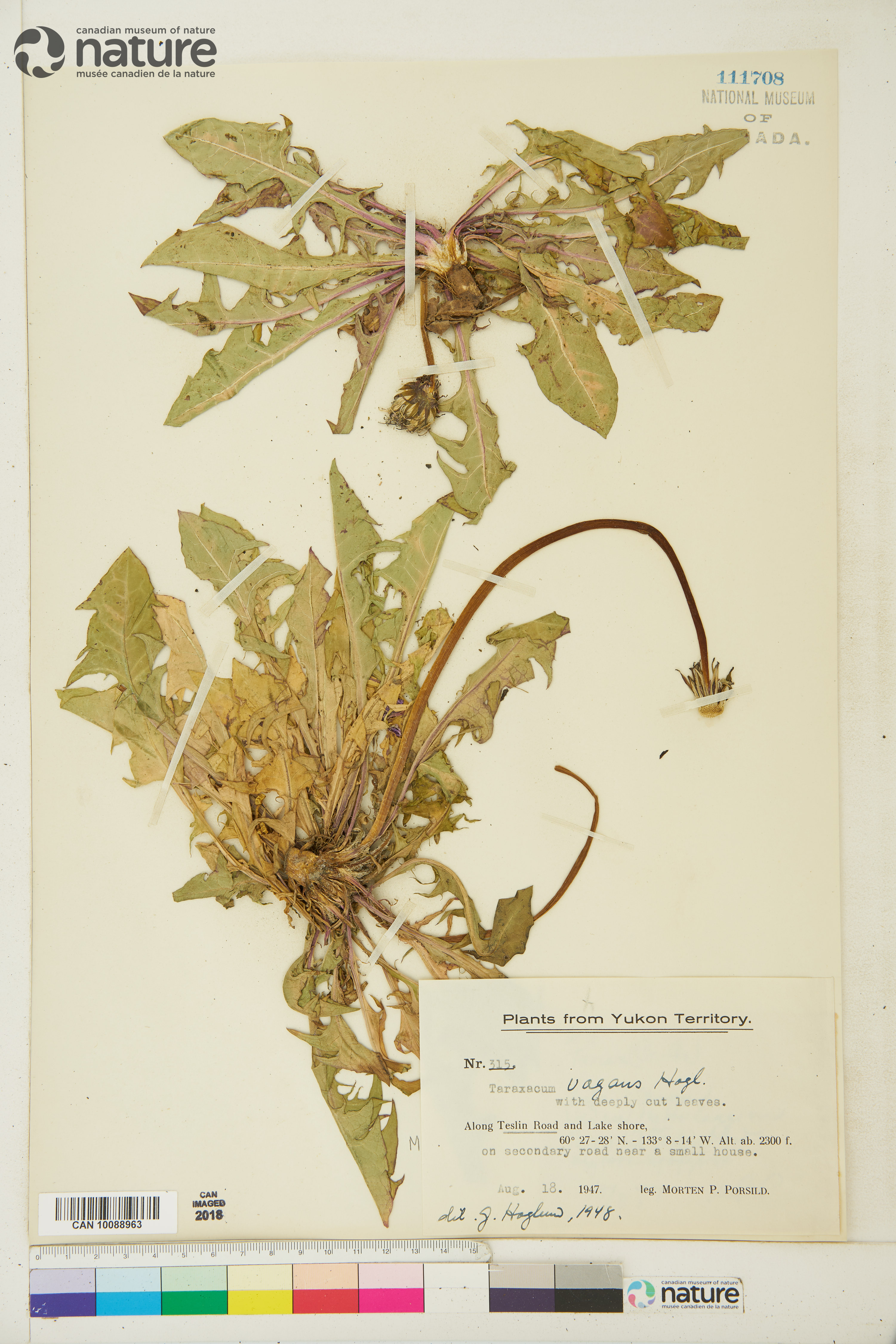 Taraxacum officinale subsp. officinale image