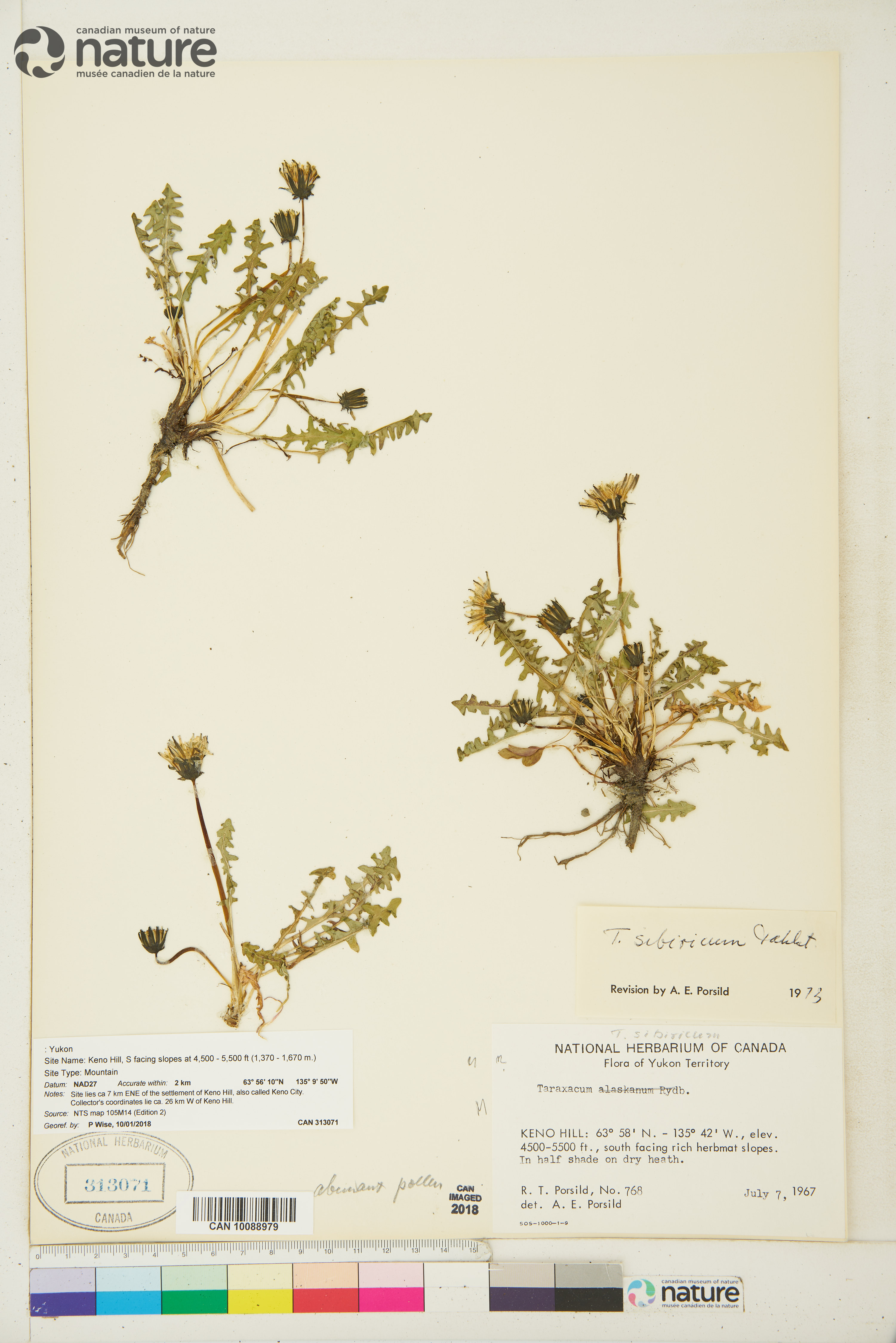 Taraxacum lyratum image
