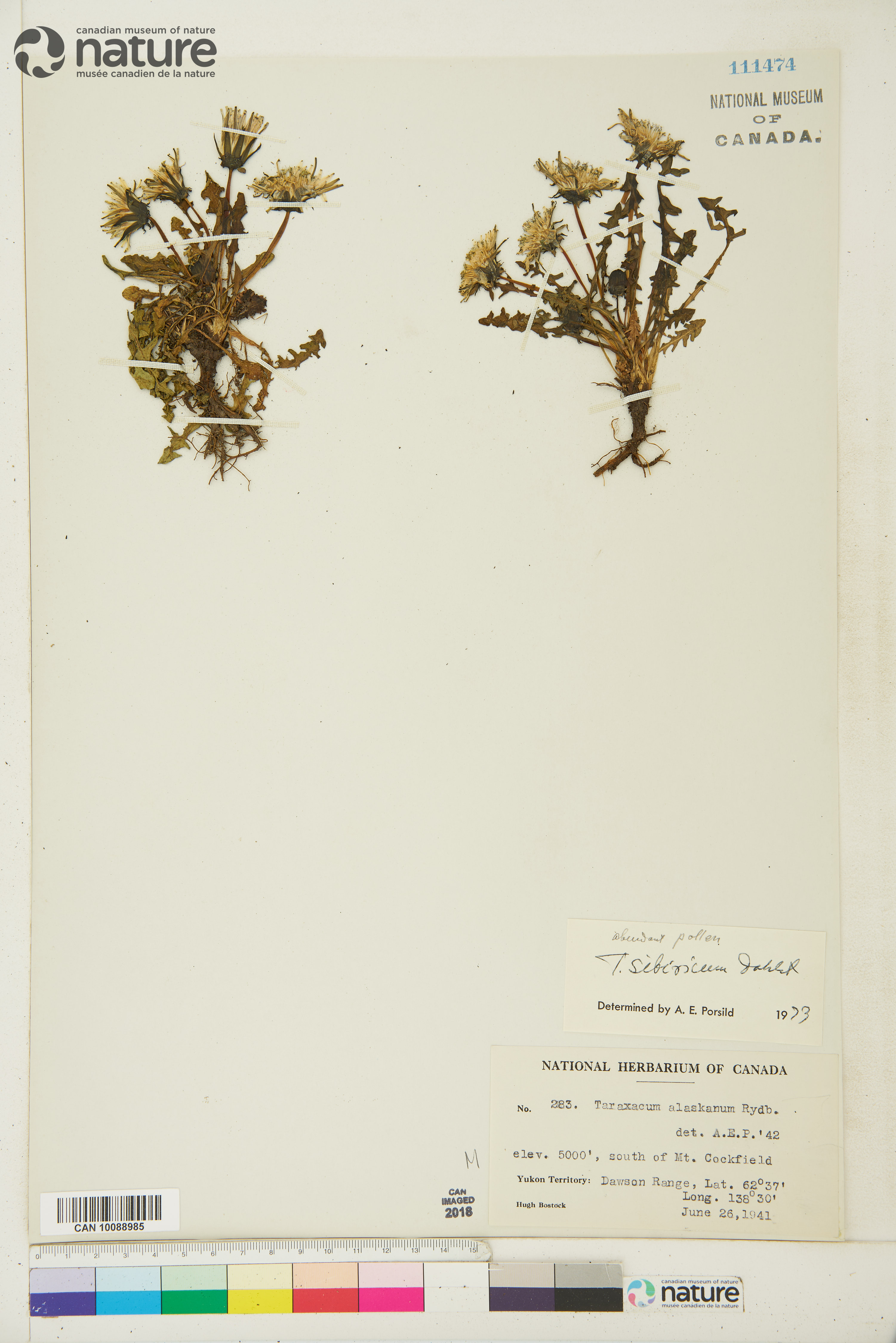 Taraxacum lyratum image