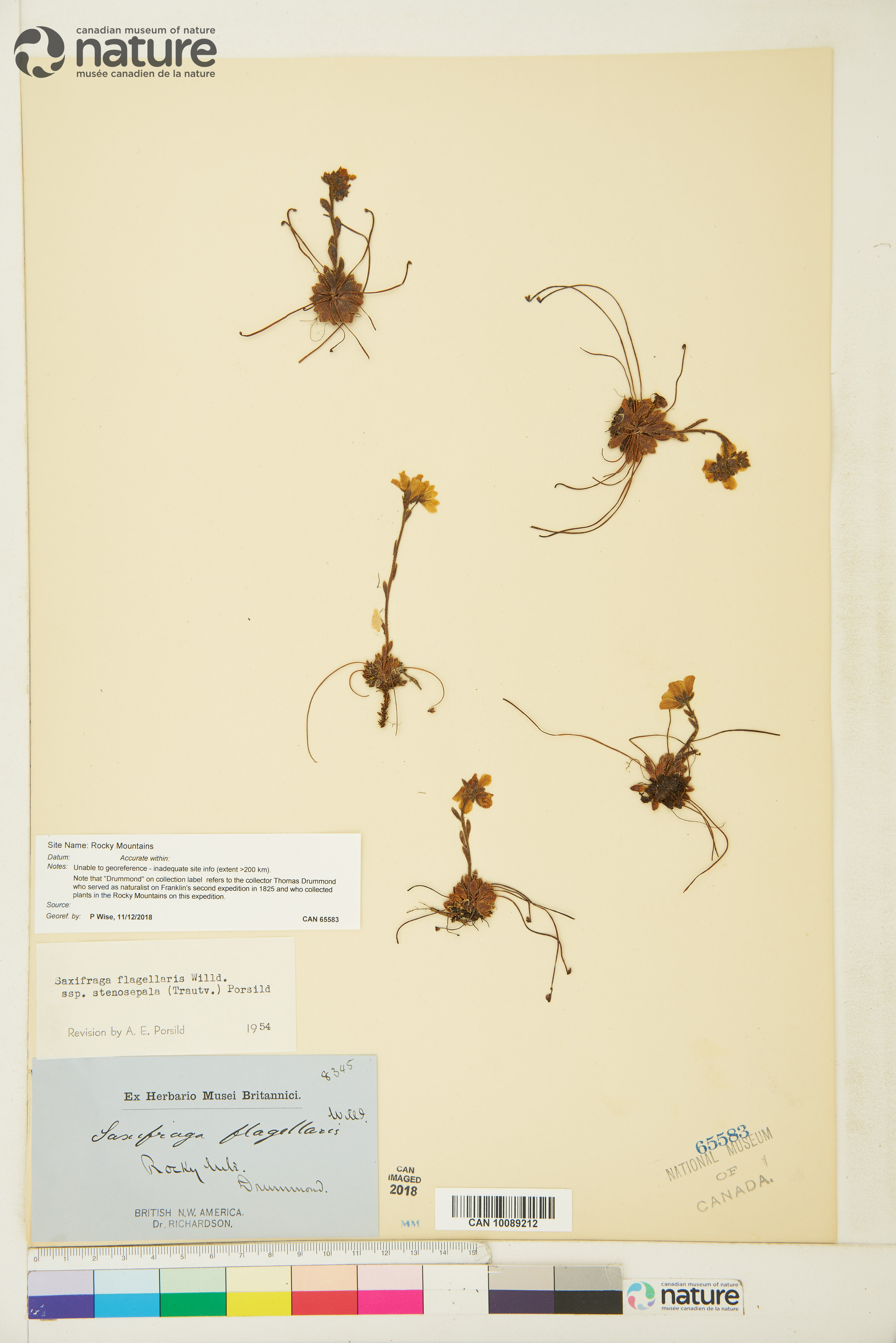 Saxifraga flagellaris subsp. setigera image