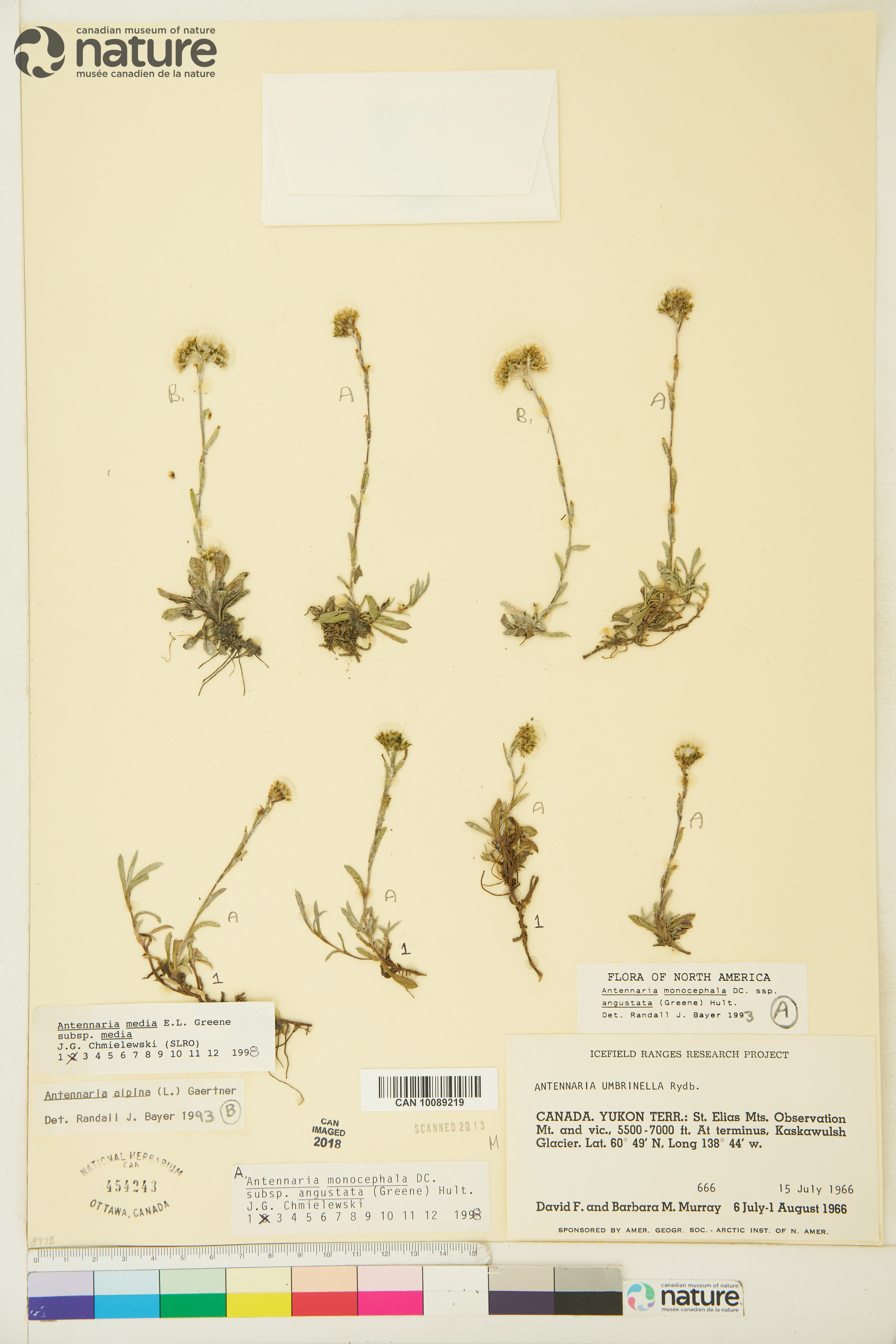 Antennaria monocephala image