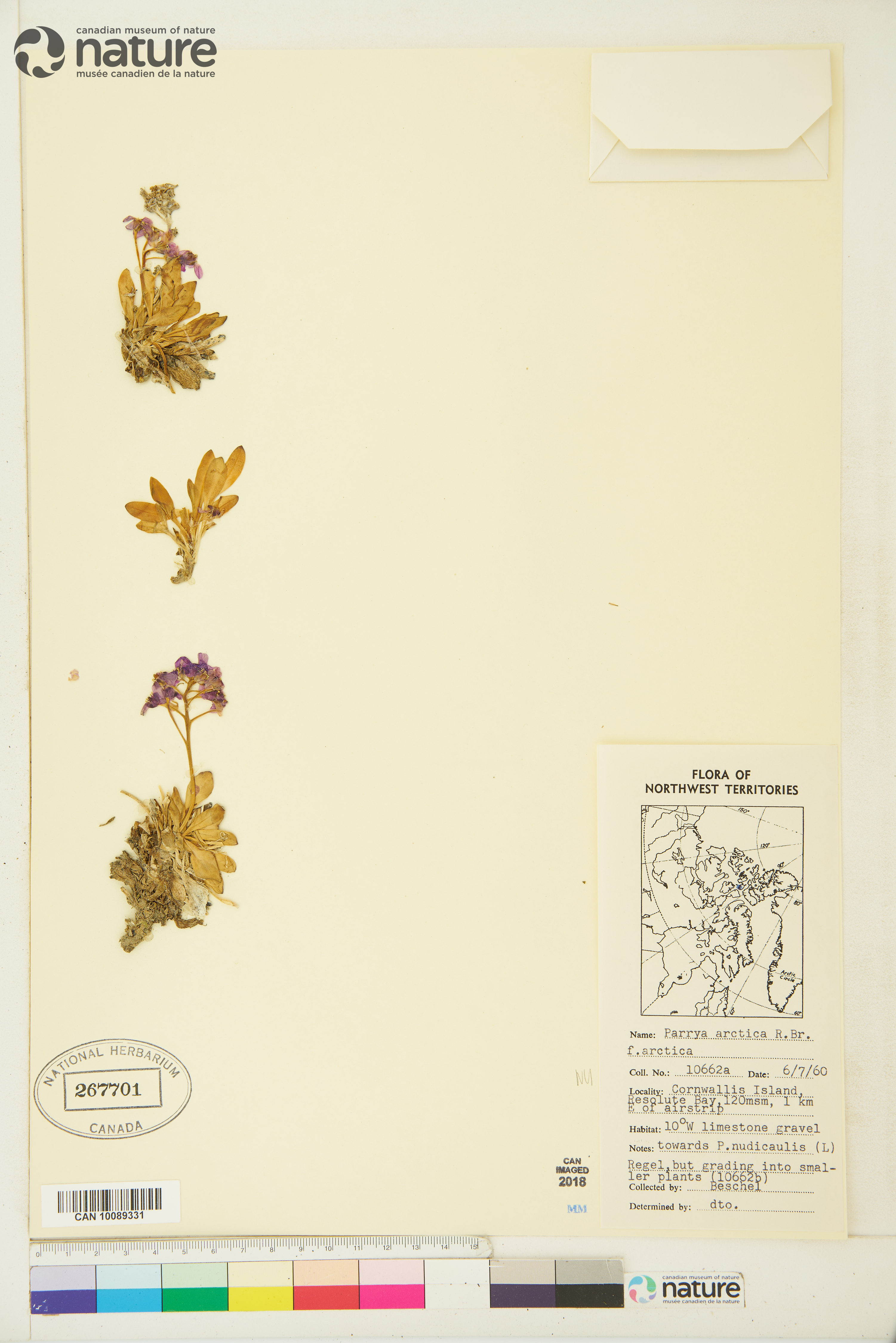 Parrya arctica image