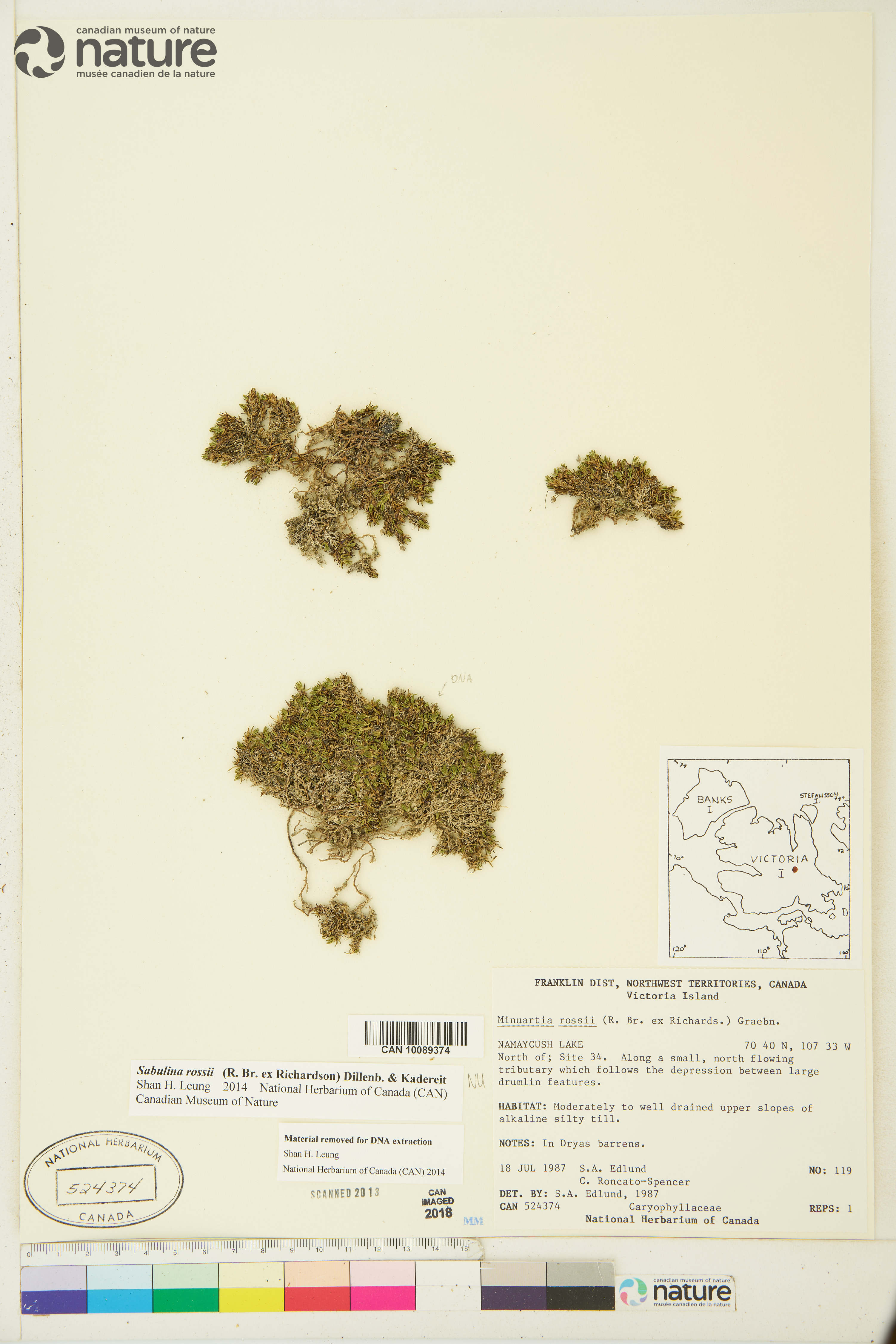 Sabulina rossii image