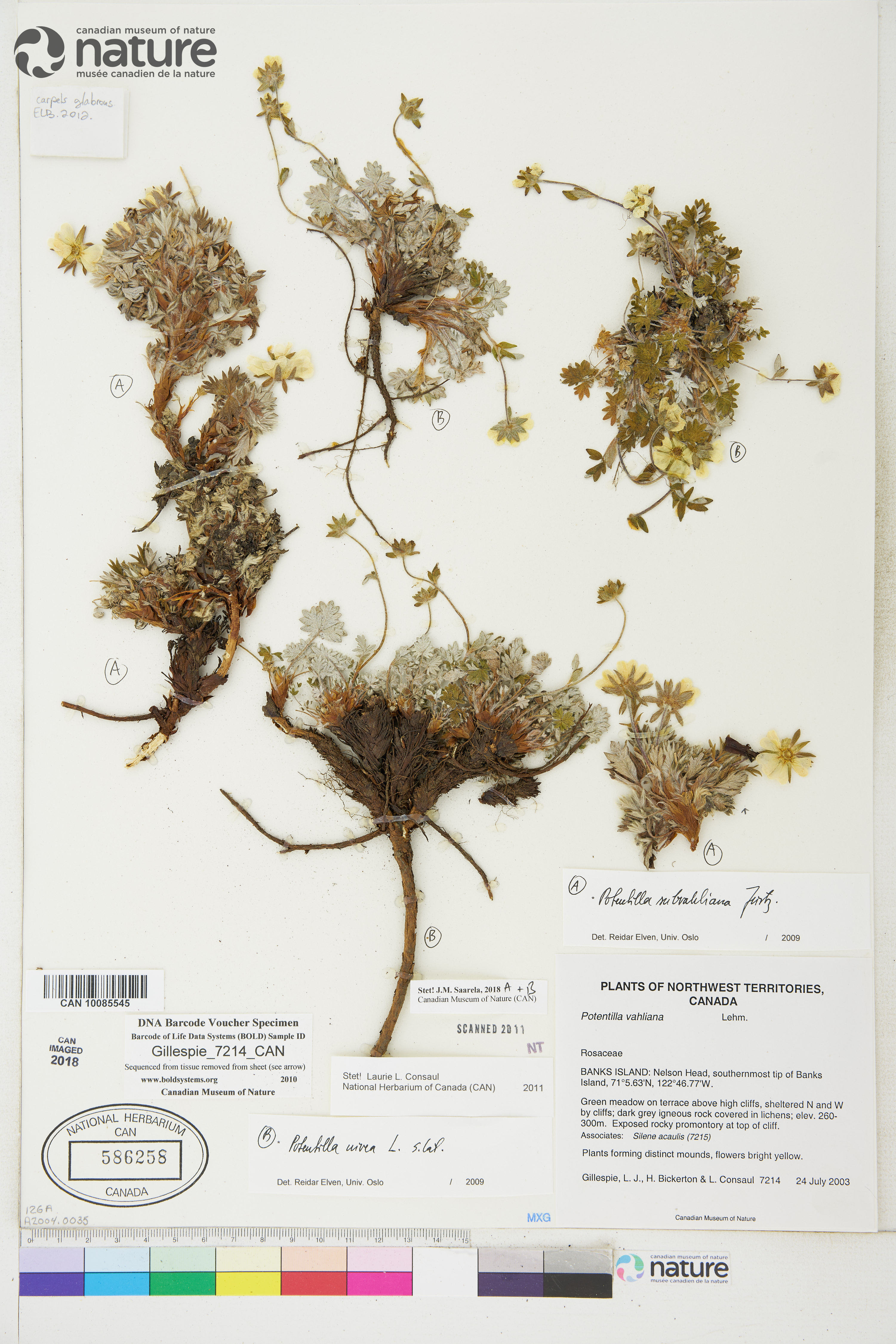 Potentilla subvahliana image