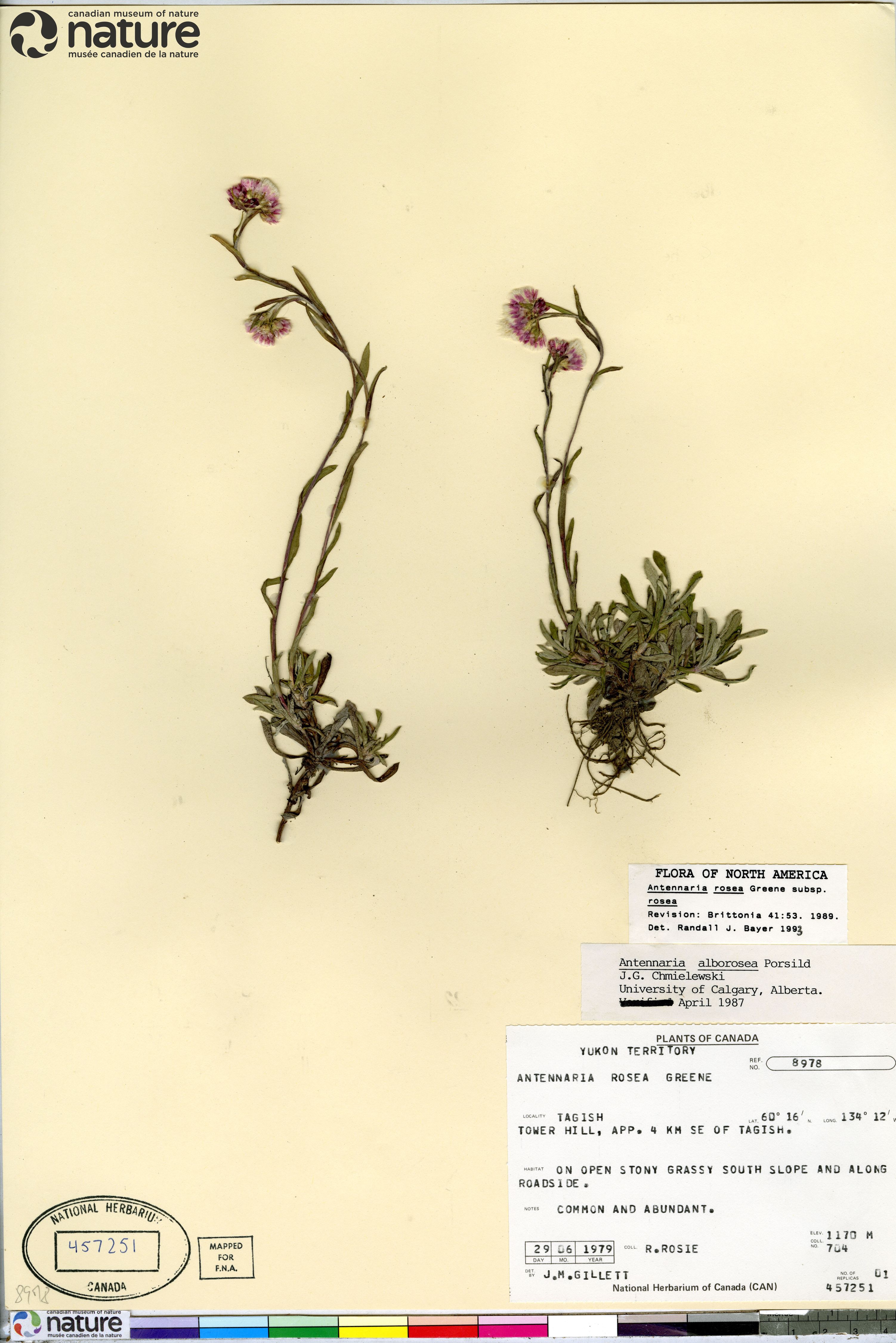 Antennaria rosea subsp. rosea image