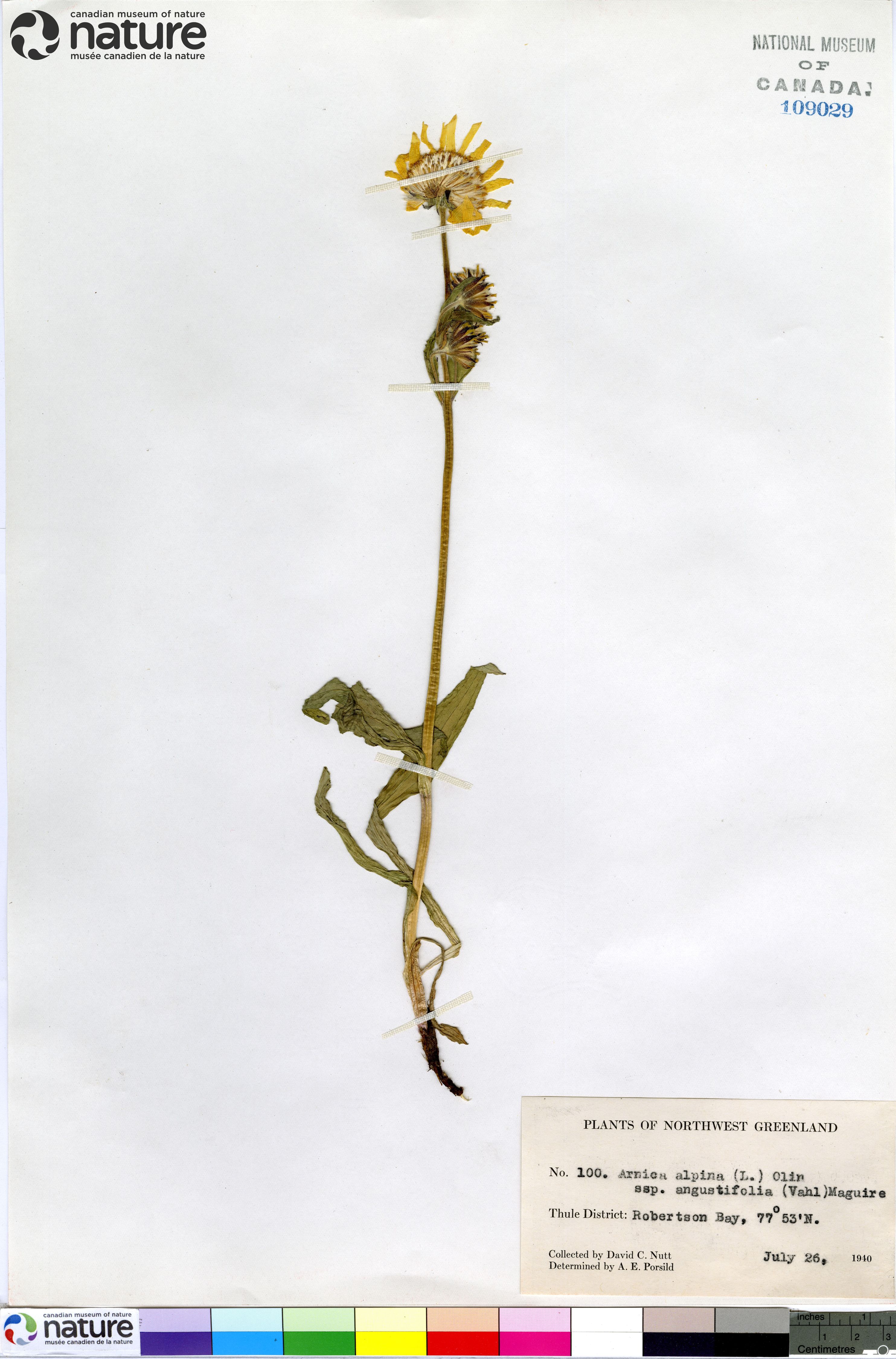 Arnica angustifolia image