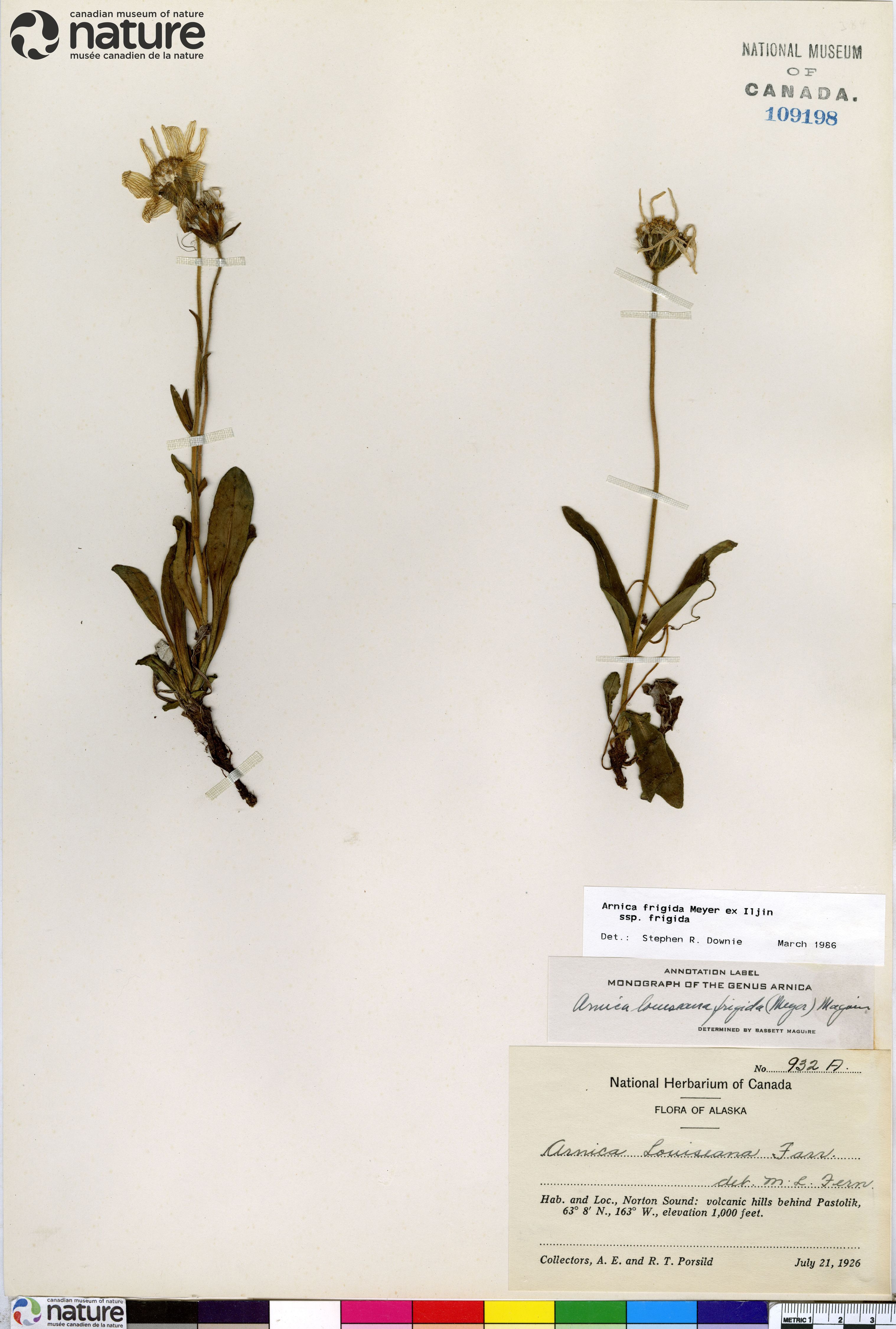 Arnica griscomii subsp. frigida image