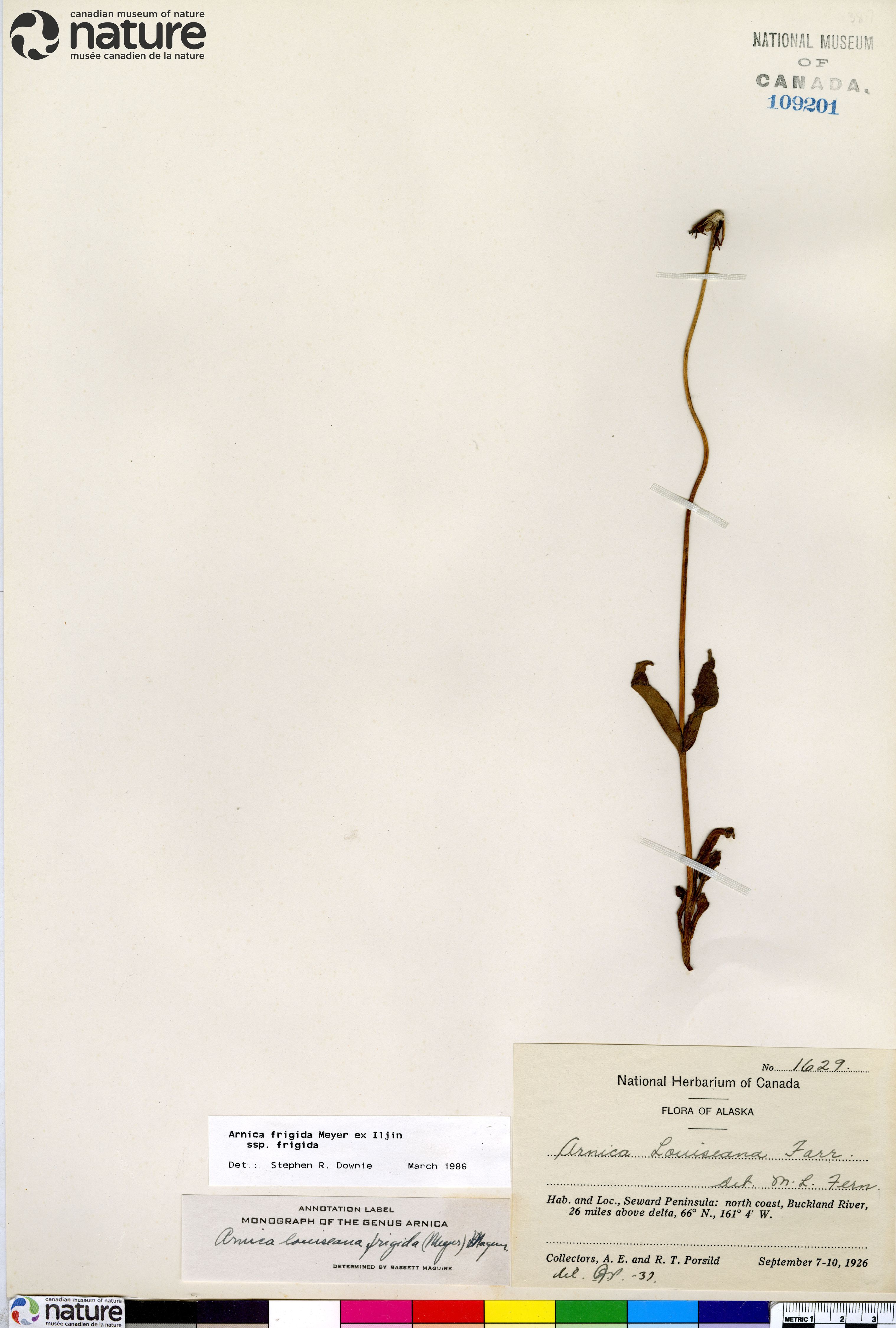 Arnica griscomii subsp. frigida image