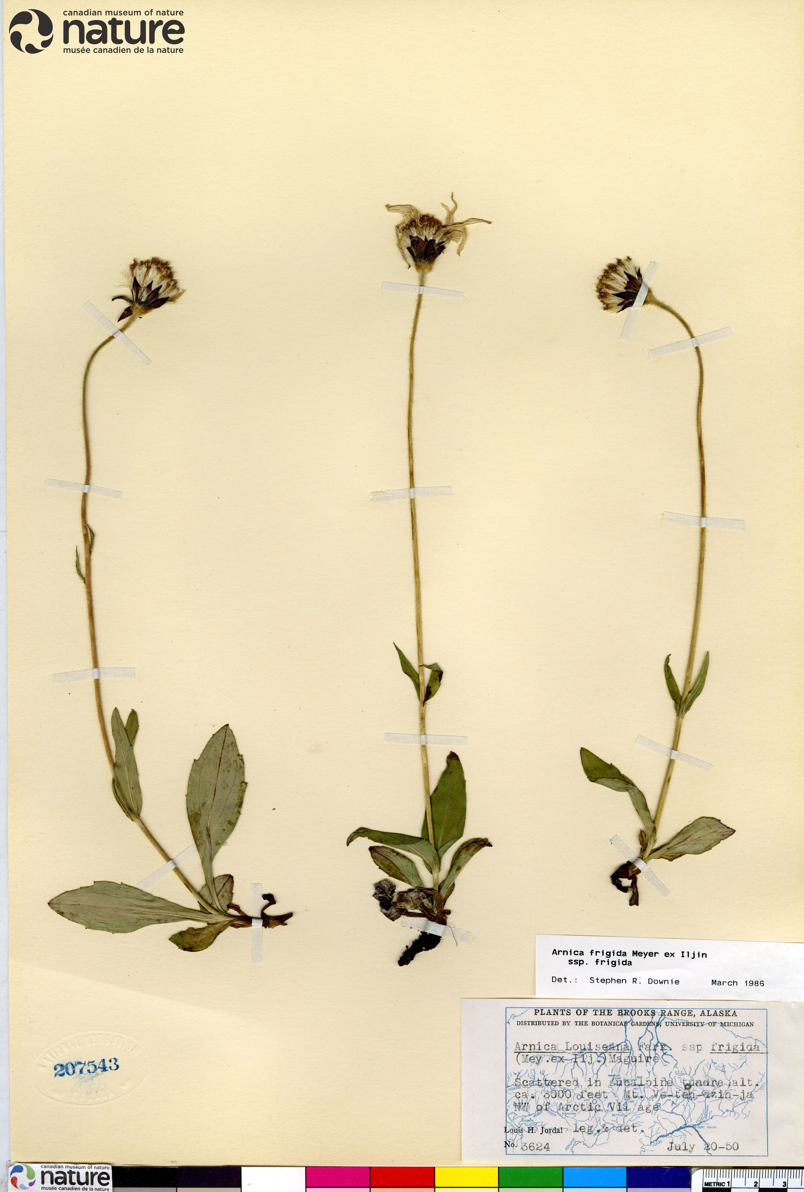 Arnica griscomii image