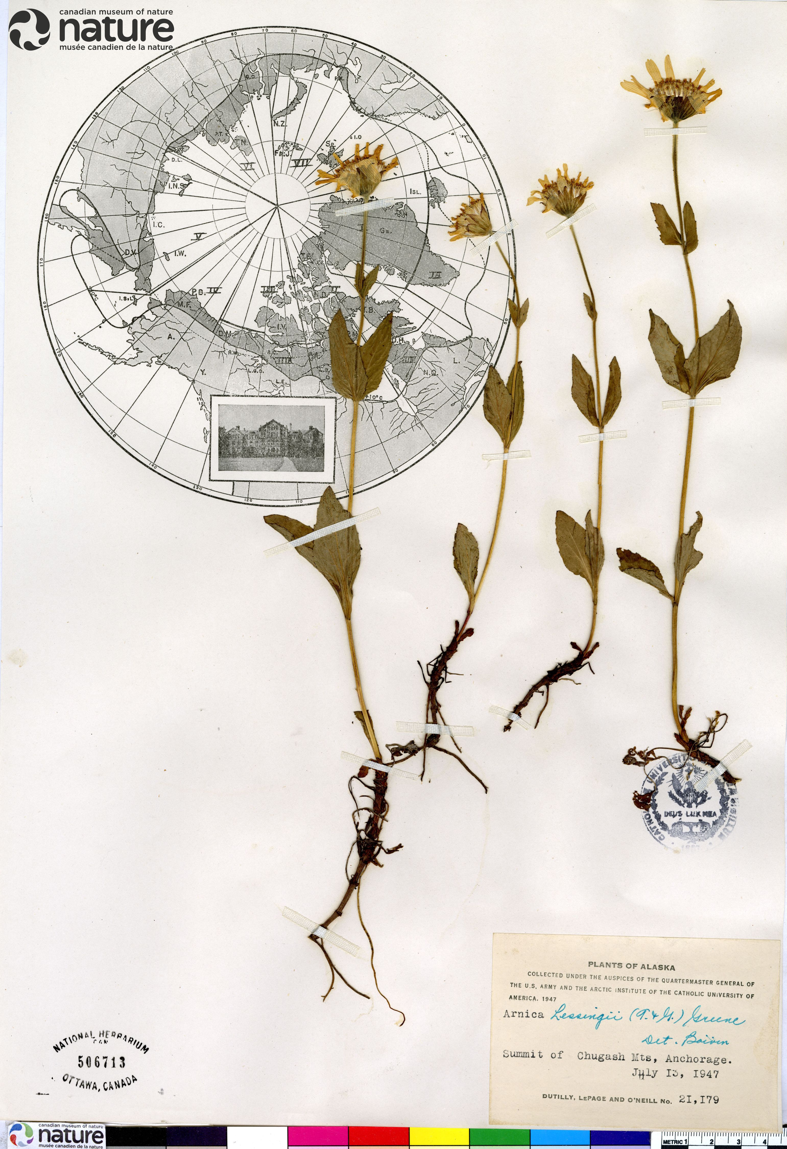 Arnica lessingii image
