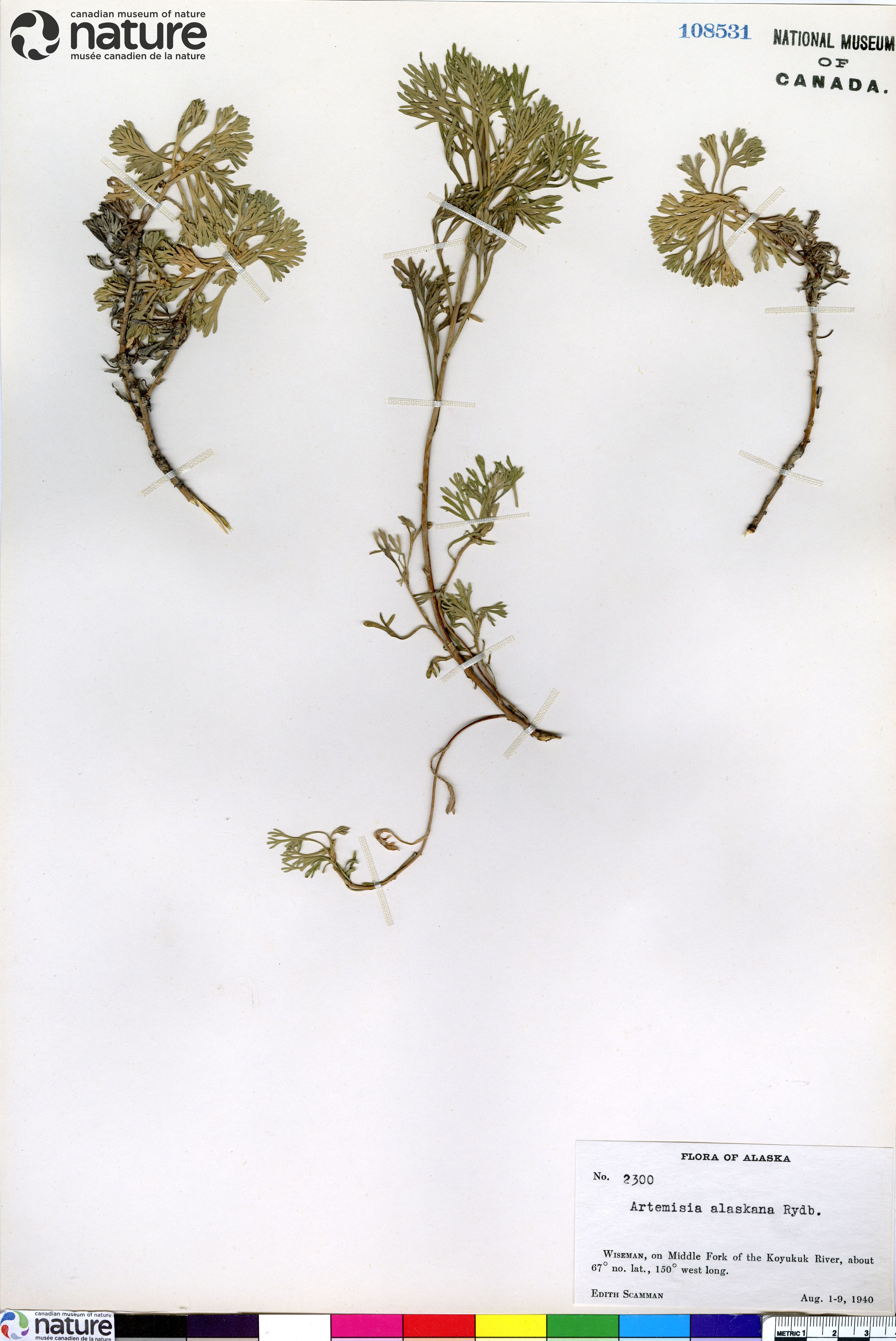 Artemisia alaskana image