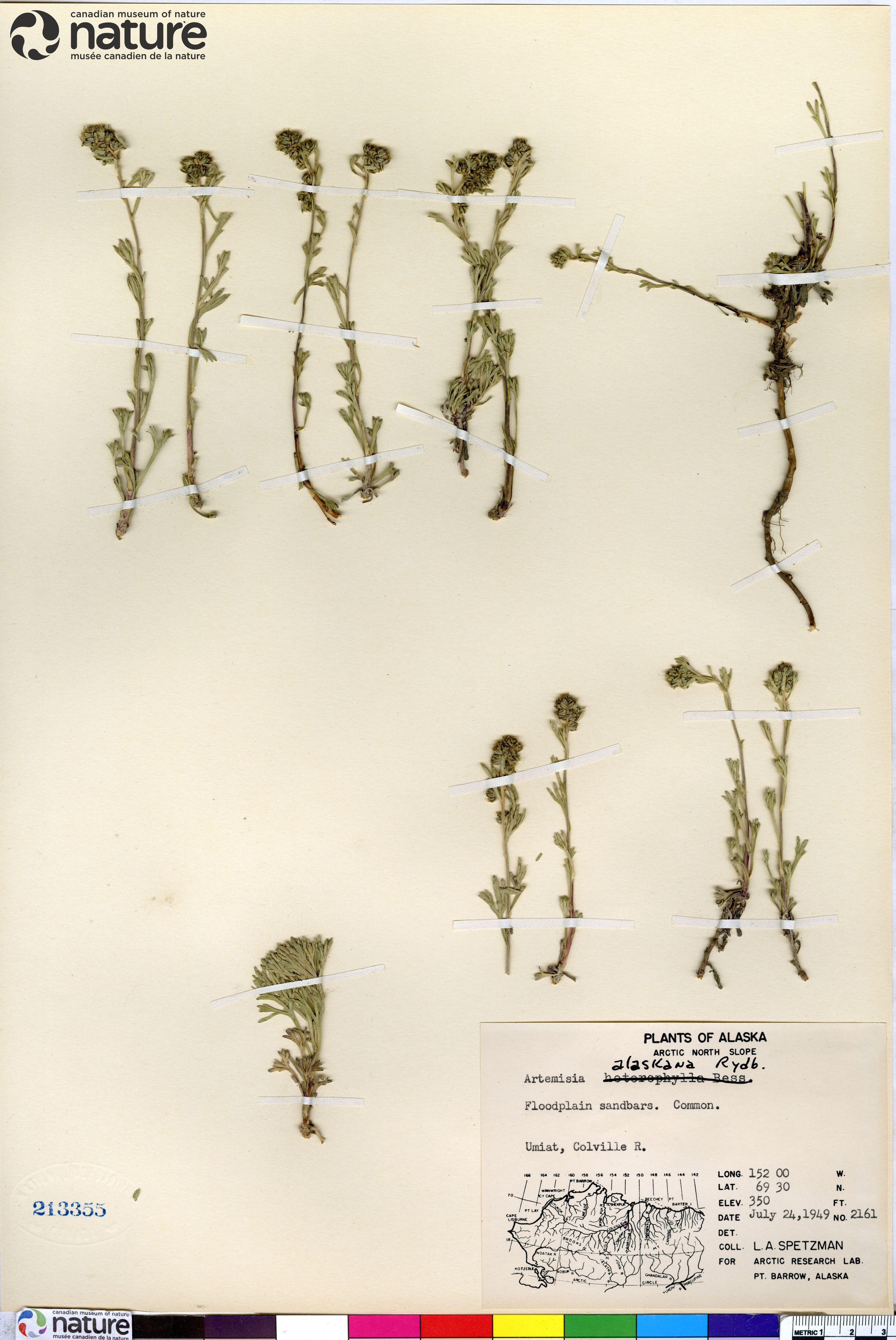 Artemisia alaskana image