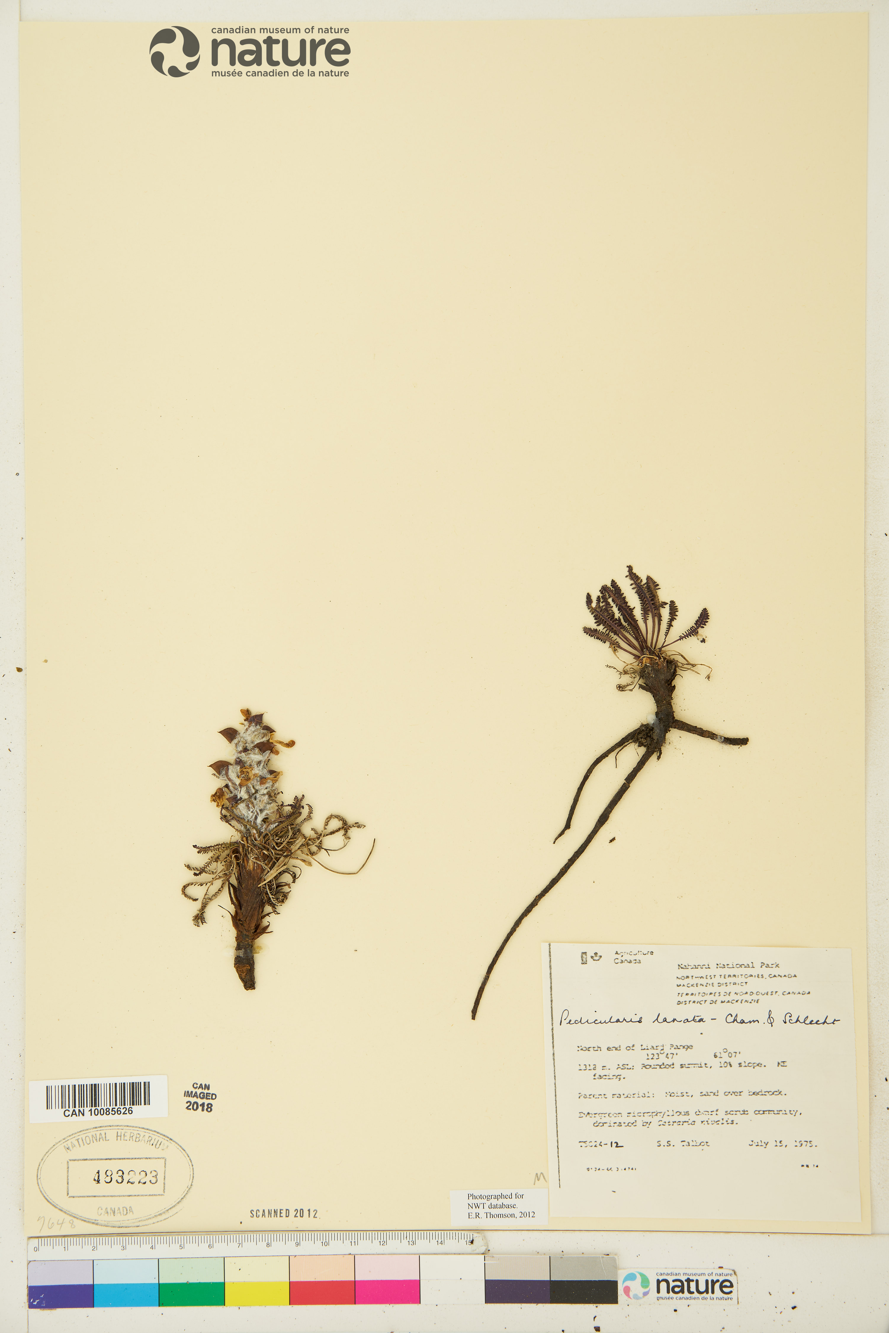 Pedicularis lanata image