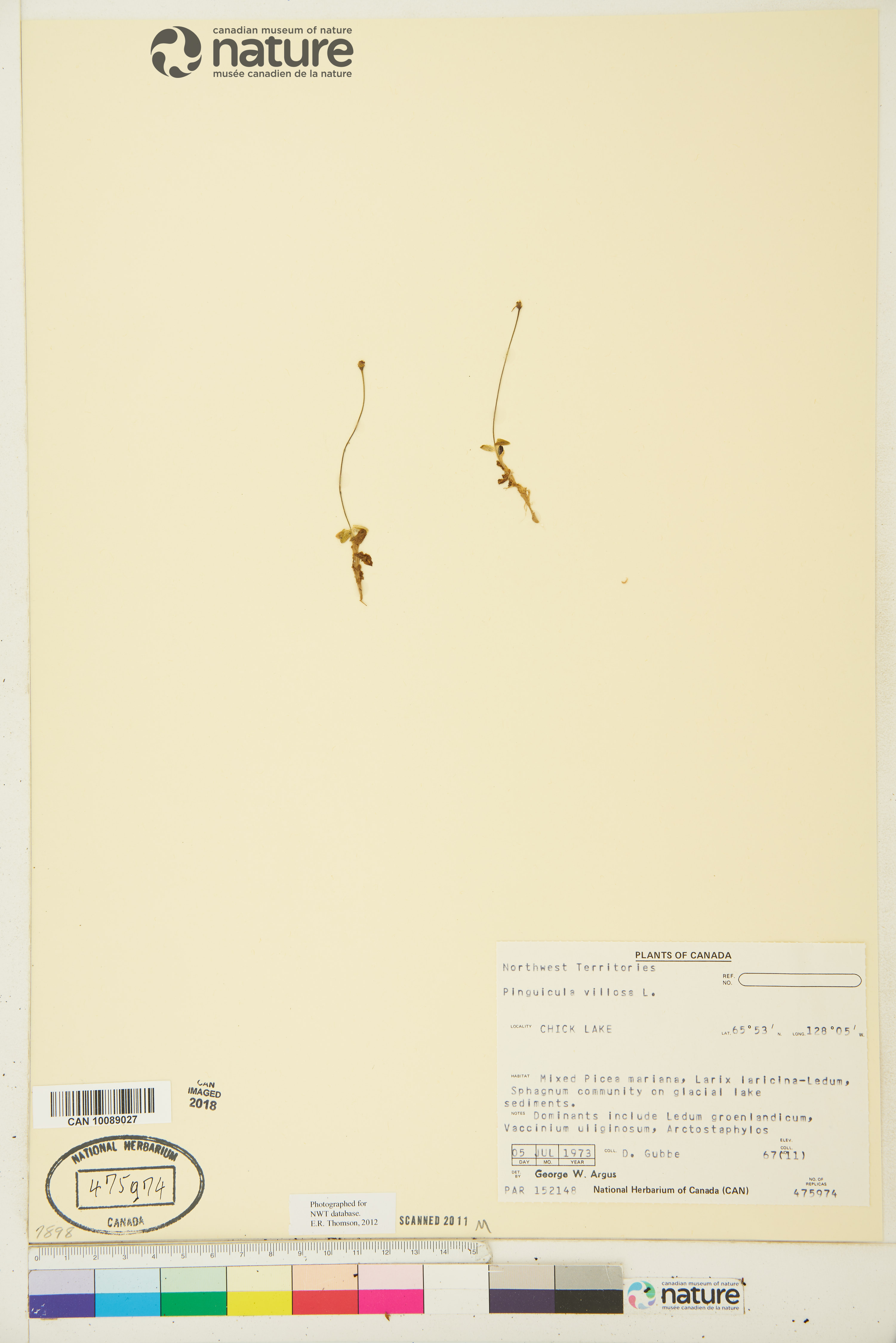 Pinguicula villosa image