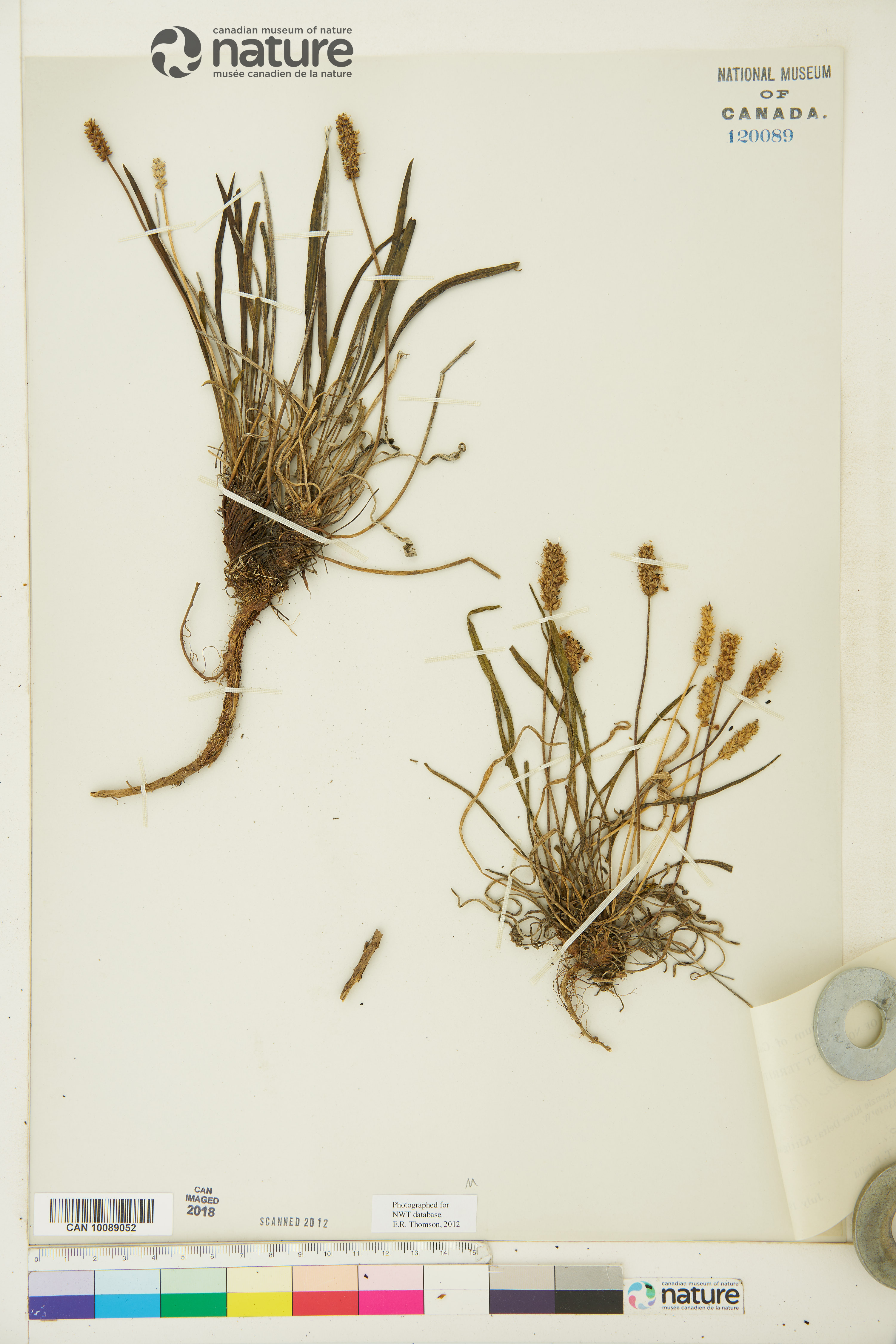Plantago canescens image