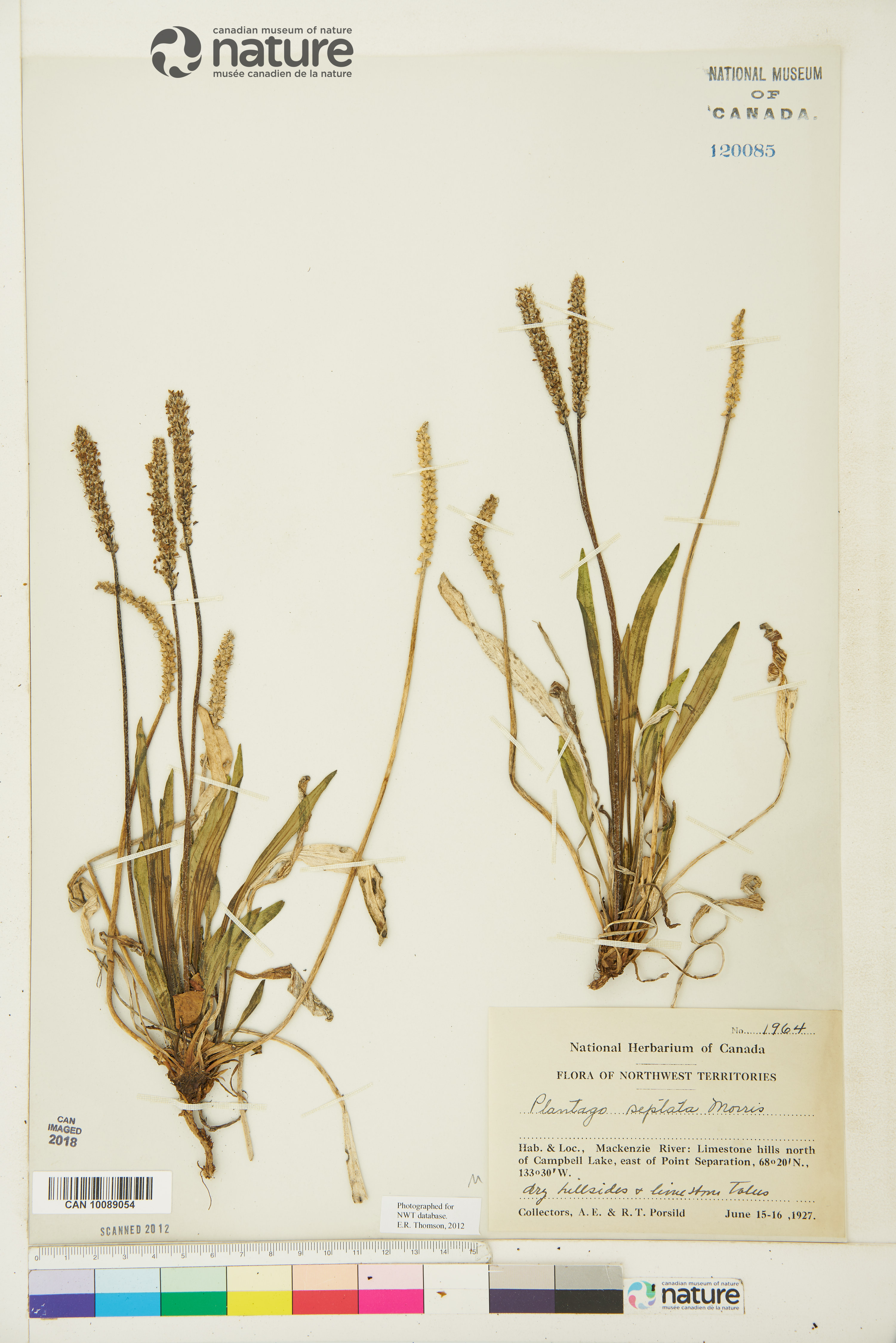 Plantago canescens image