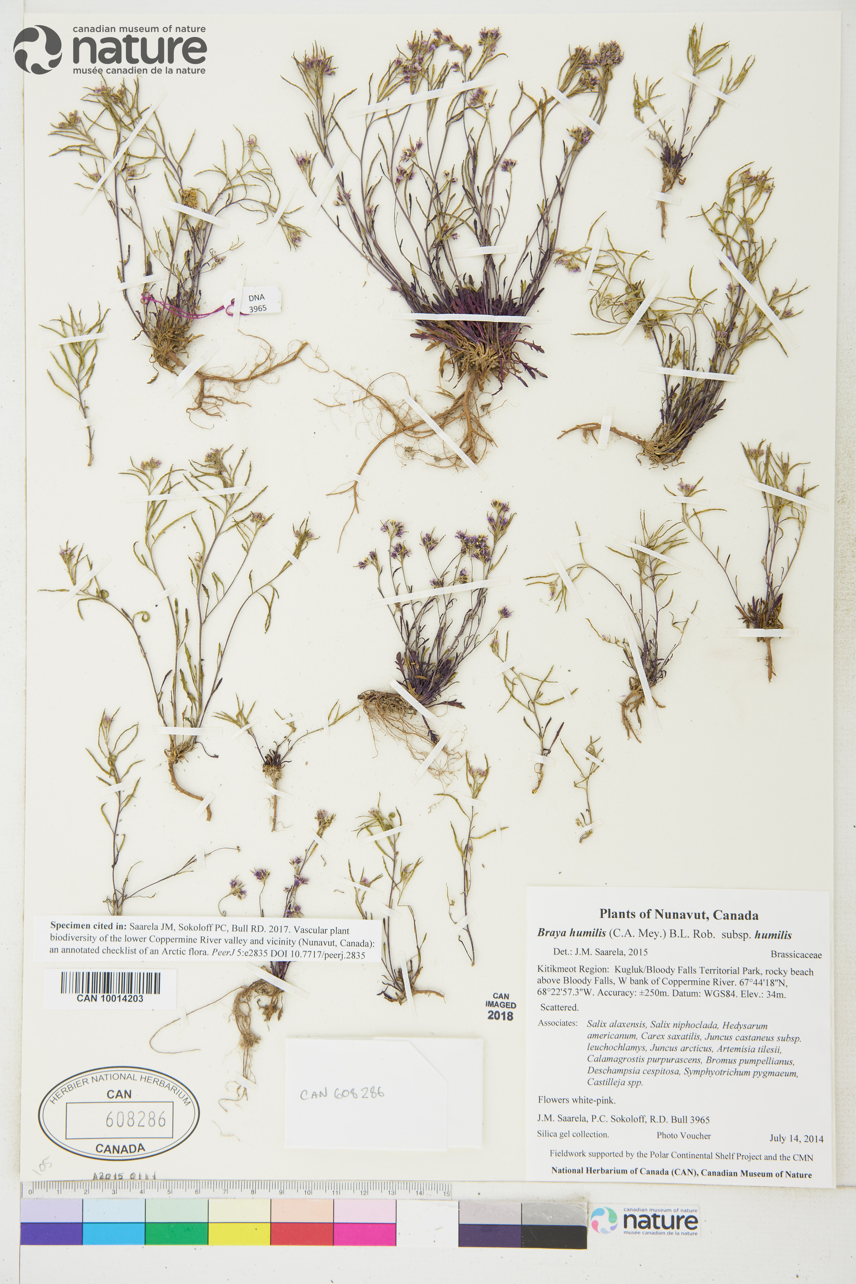 Braya humilis subsp. humilis image