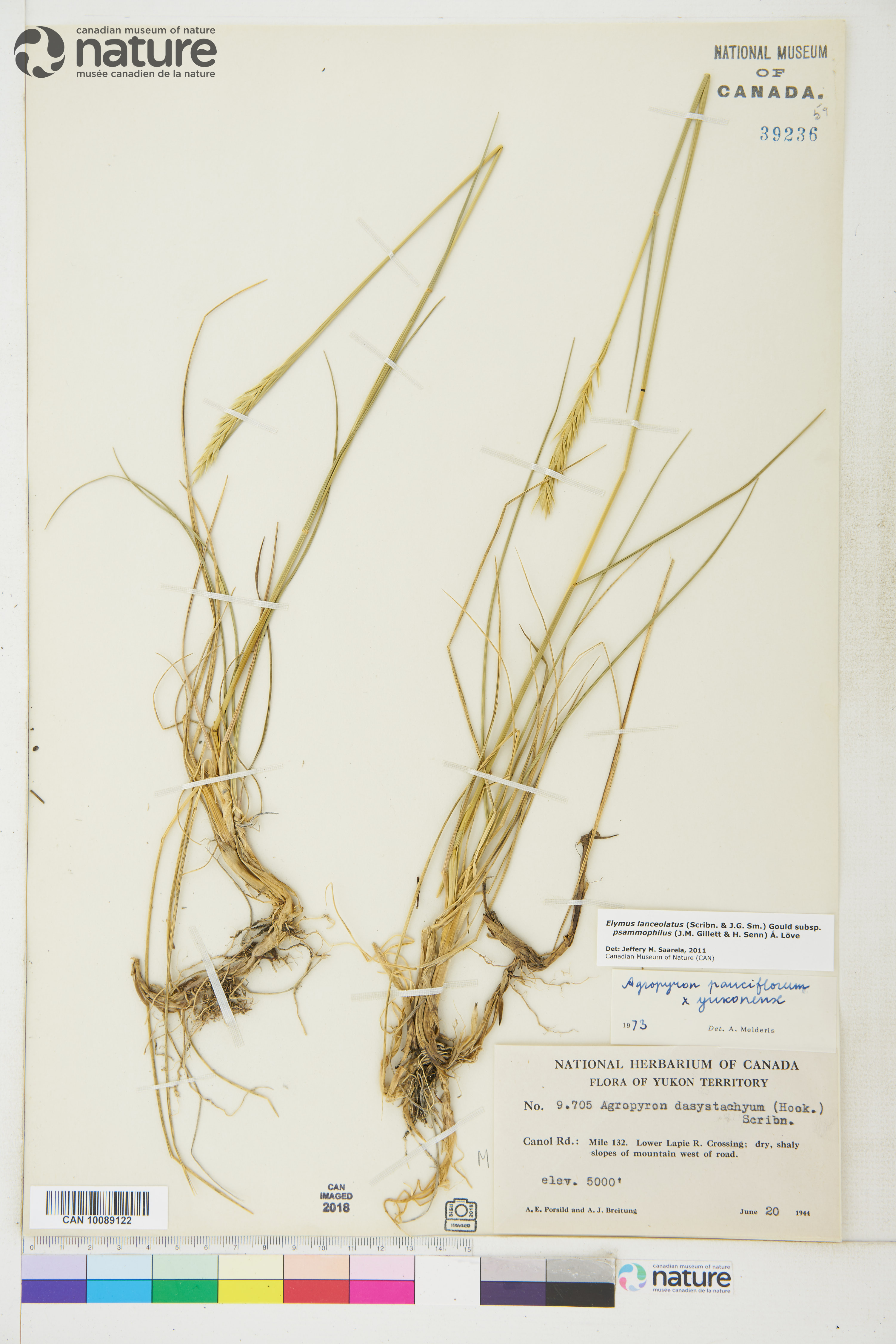 Elymus lanceolatus subsp. psammophilus image