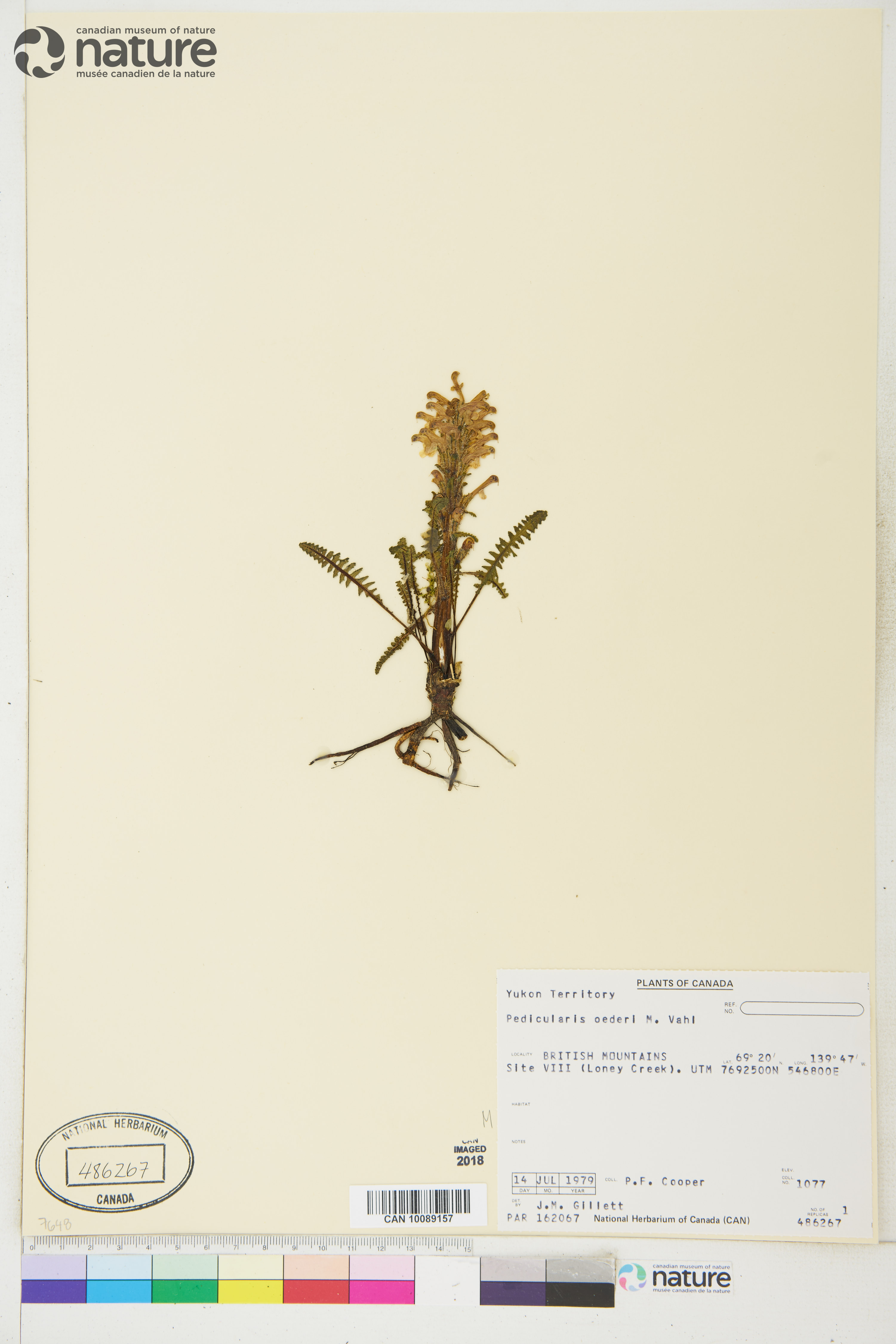 Pedicularis oederi image