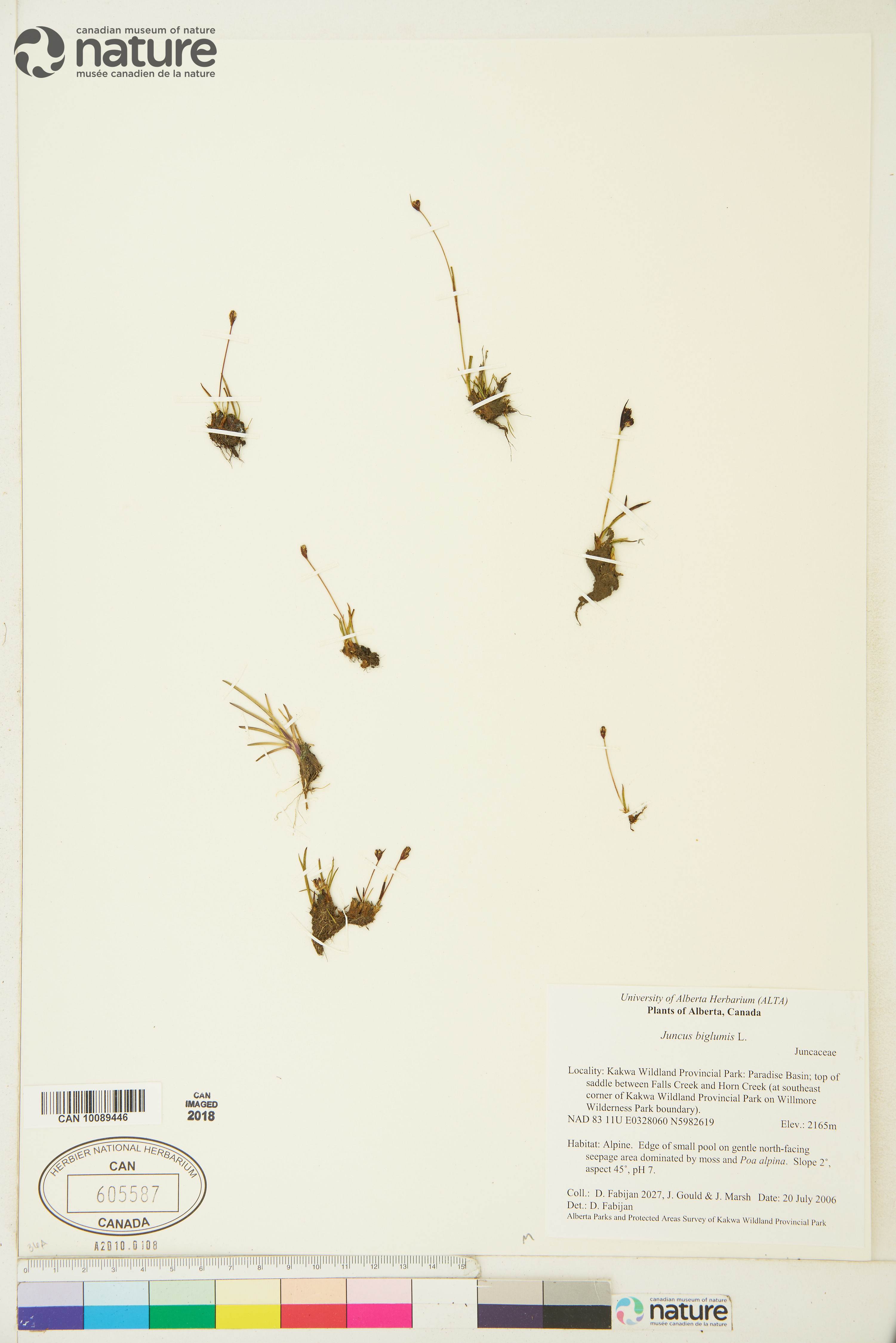 Juncus biglumis image