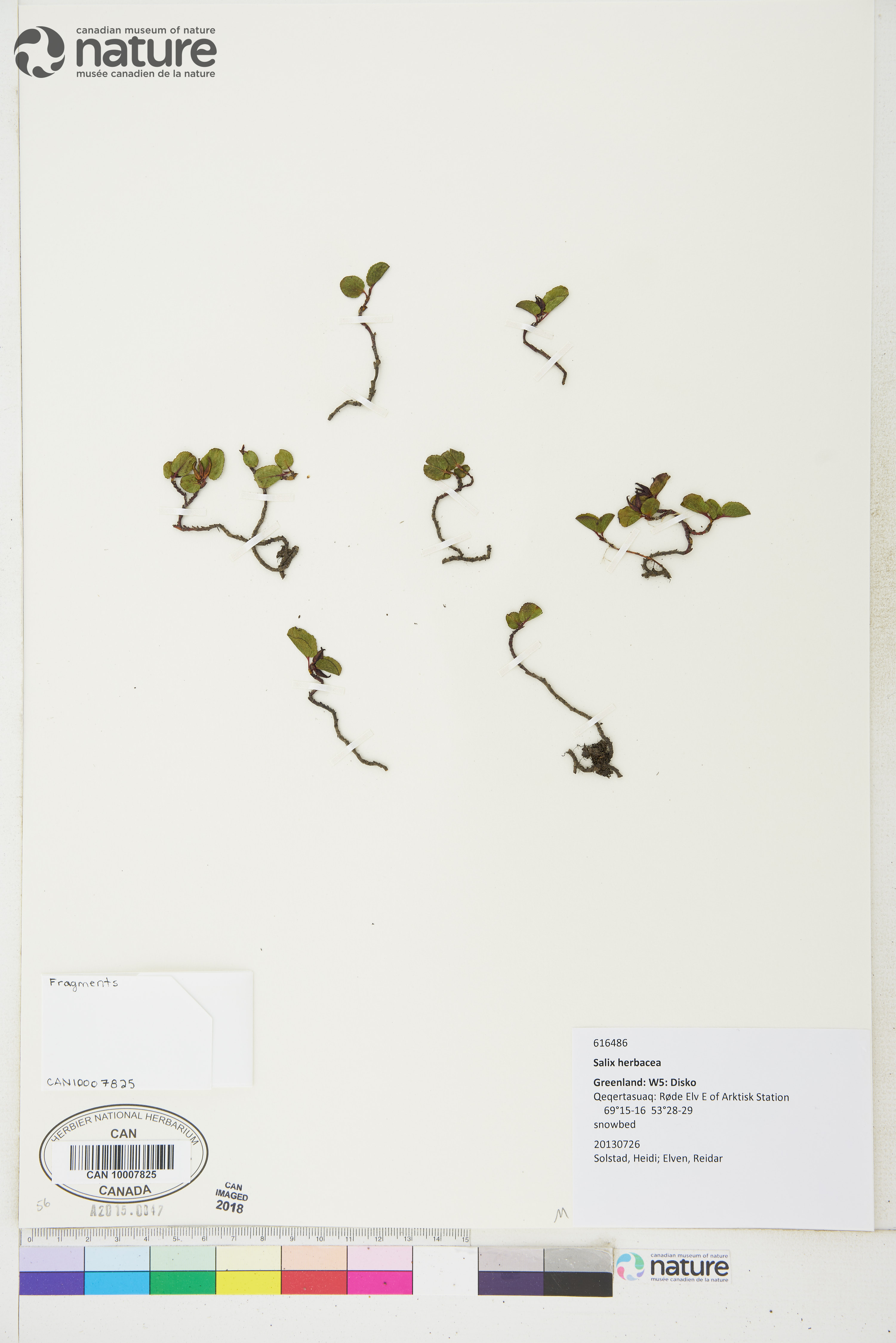 Salix herbacea image