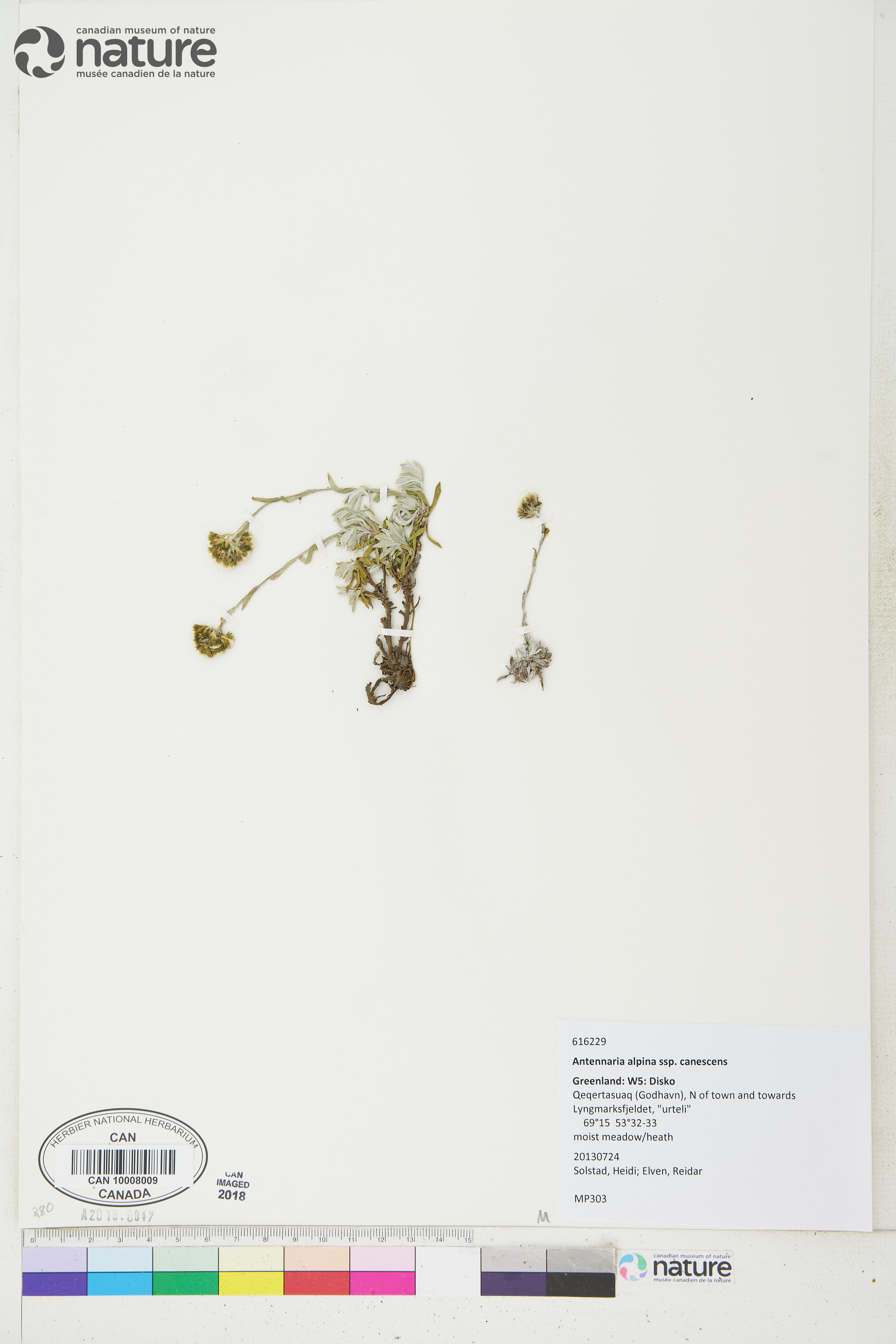 Antennaria alpina image