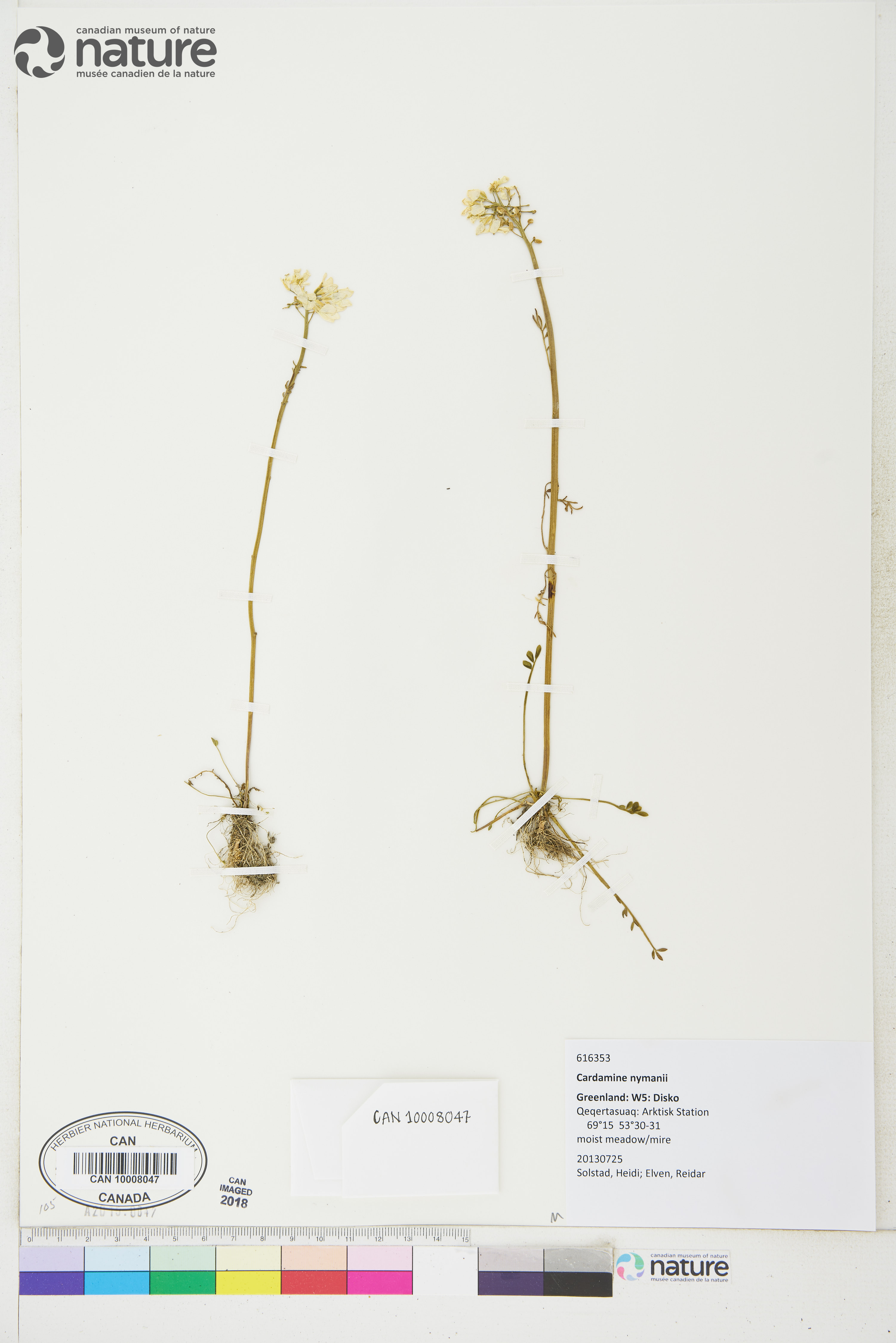 Cardamine nymanii image