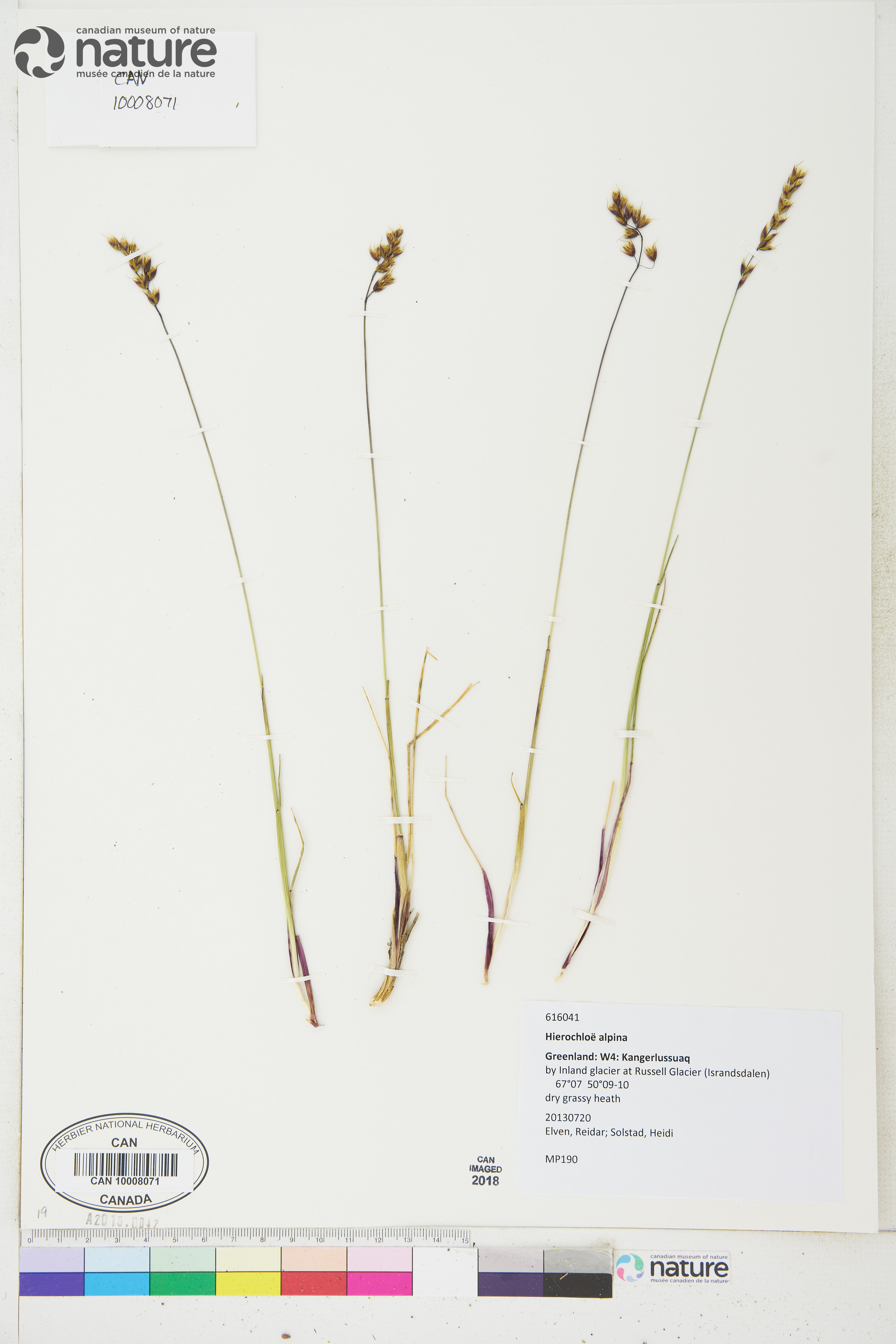 Anthoxanthum monticola image