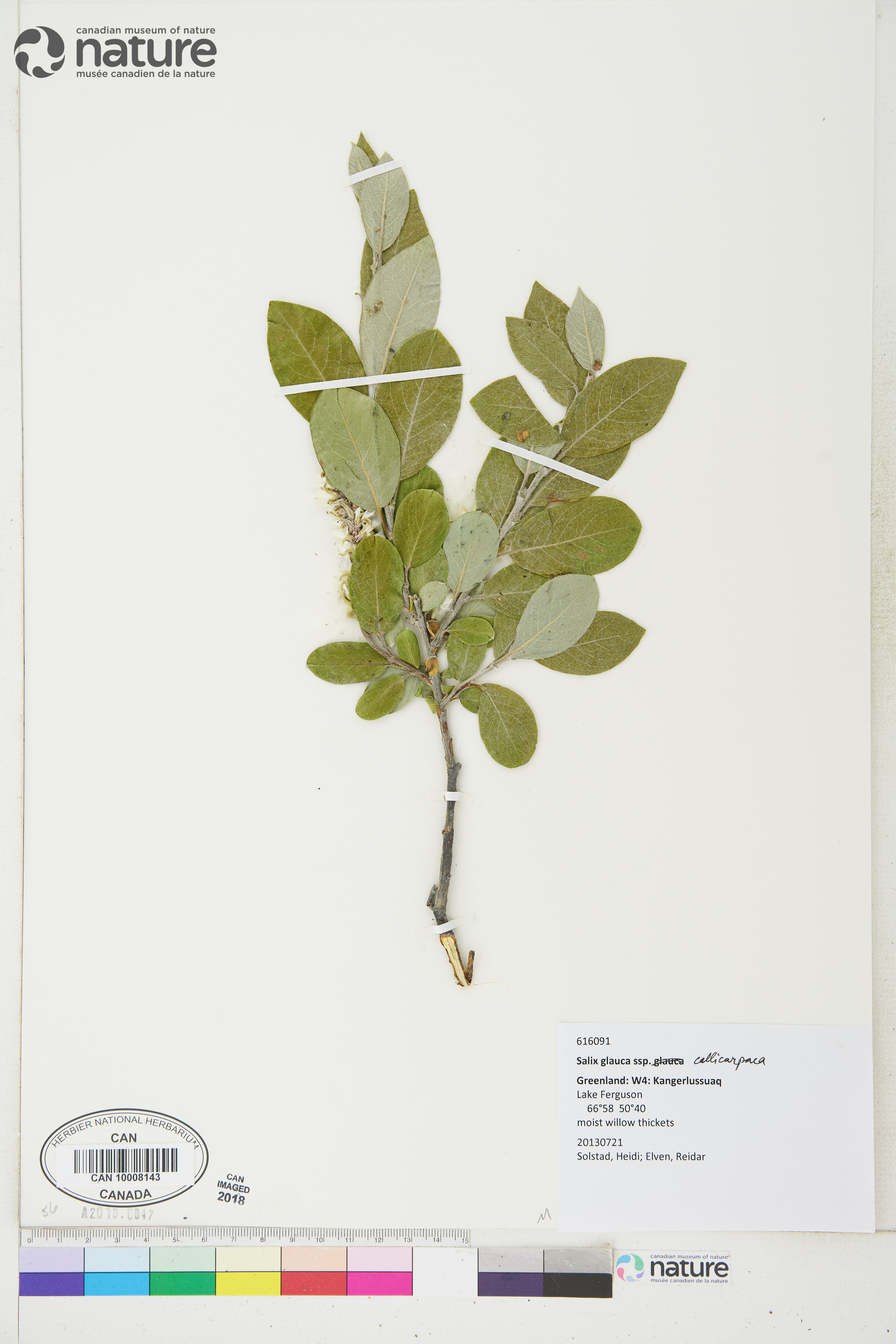 Salix glauca var. glauca image