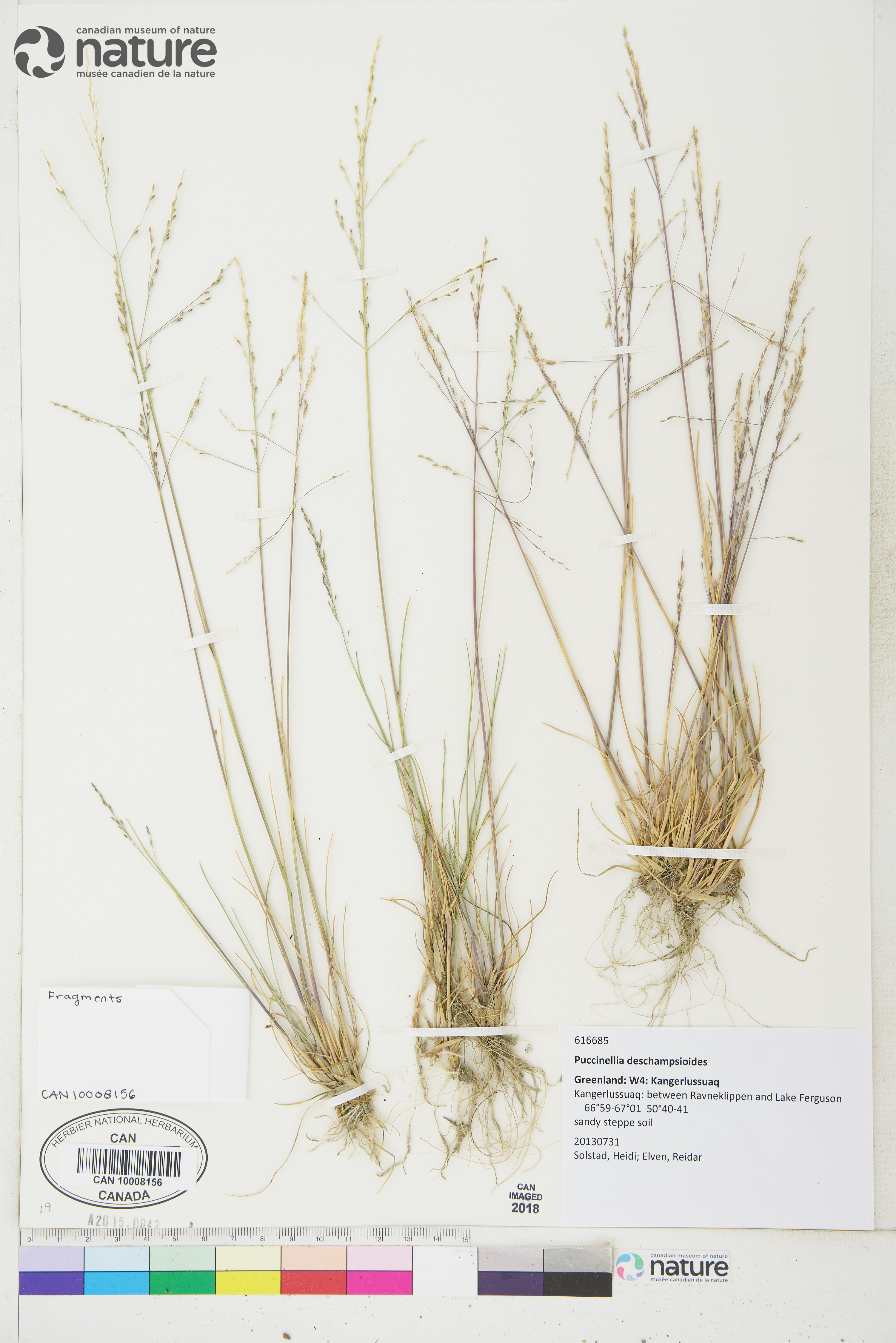 Puccinellia deschampsioides image