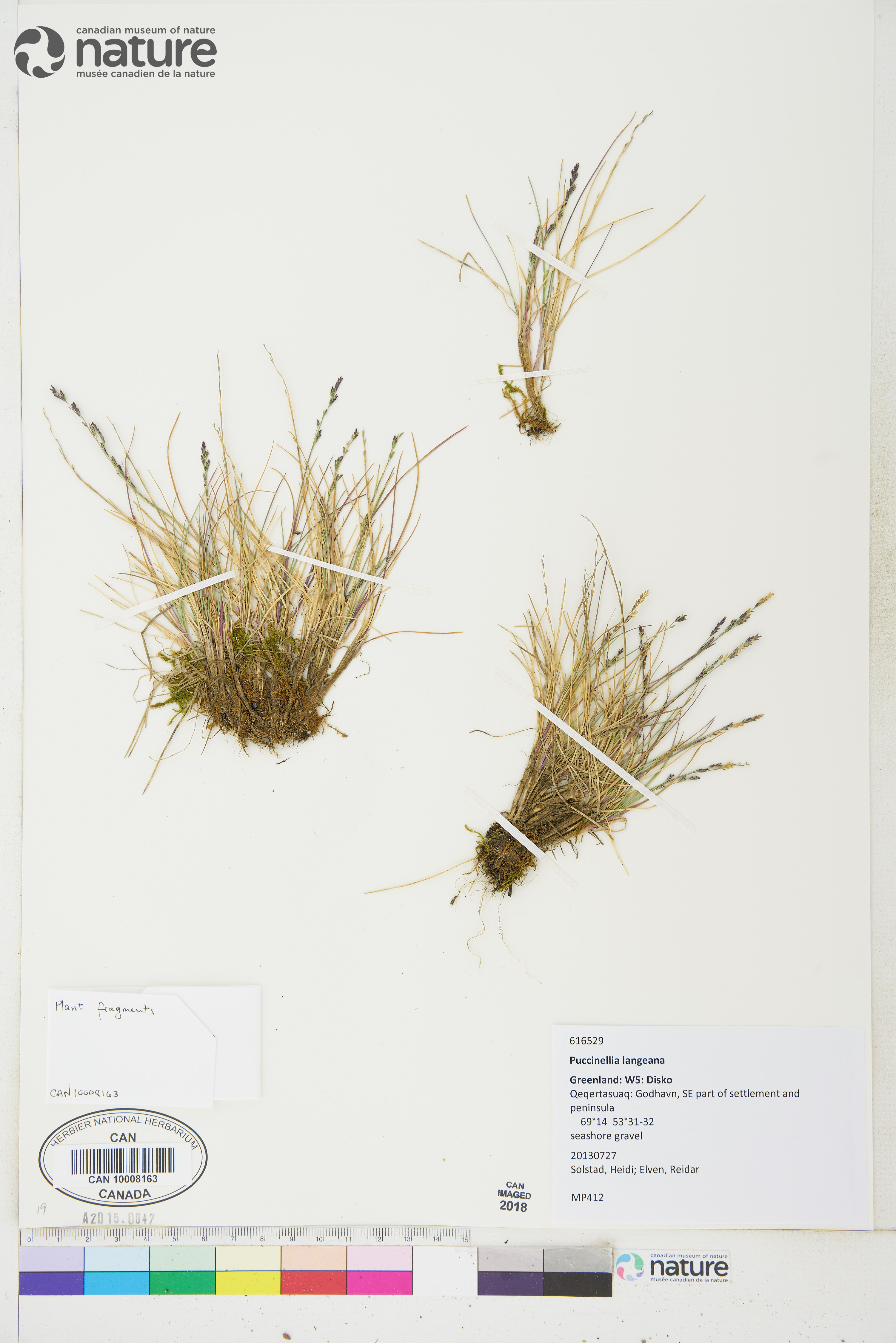 Puccinellia tenella image