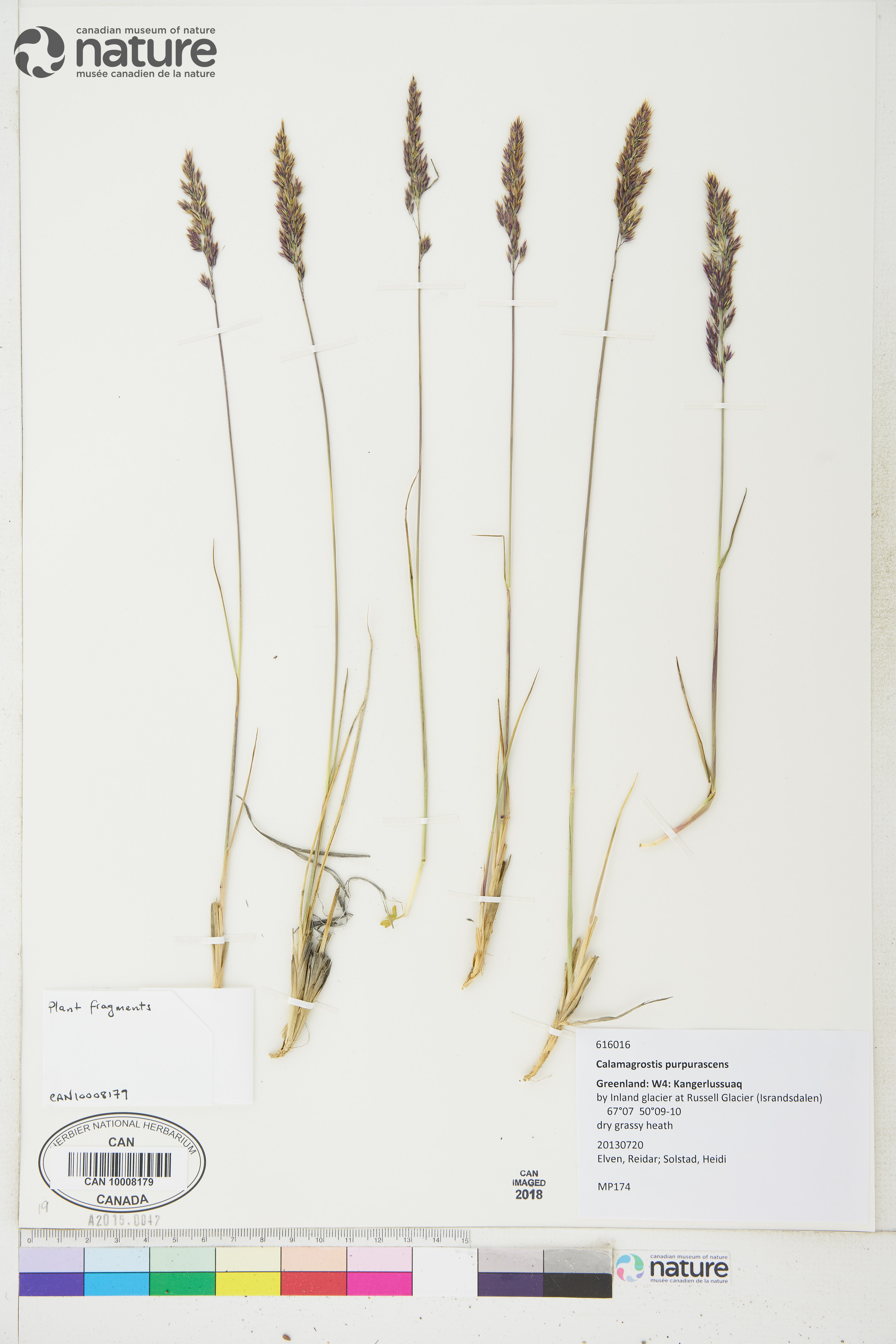 Calamagrostis purpurascens image