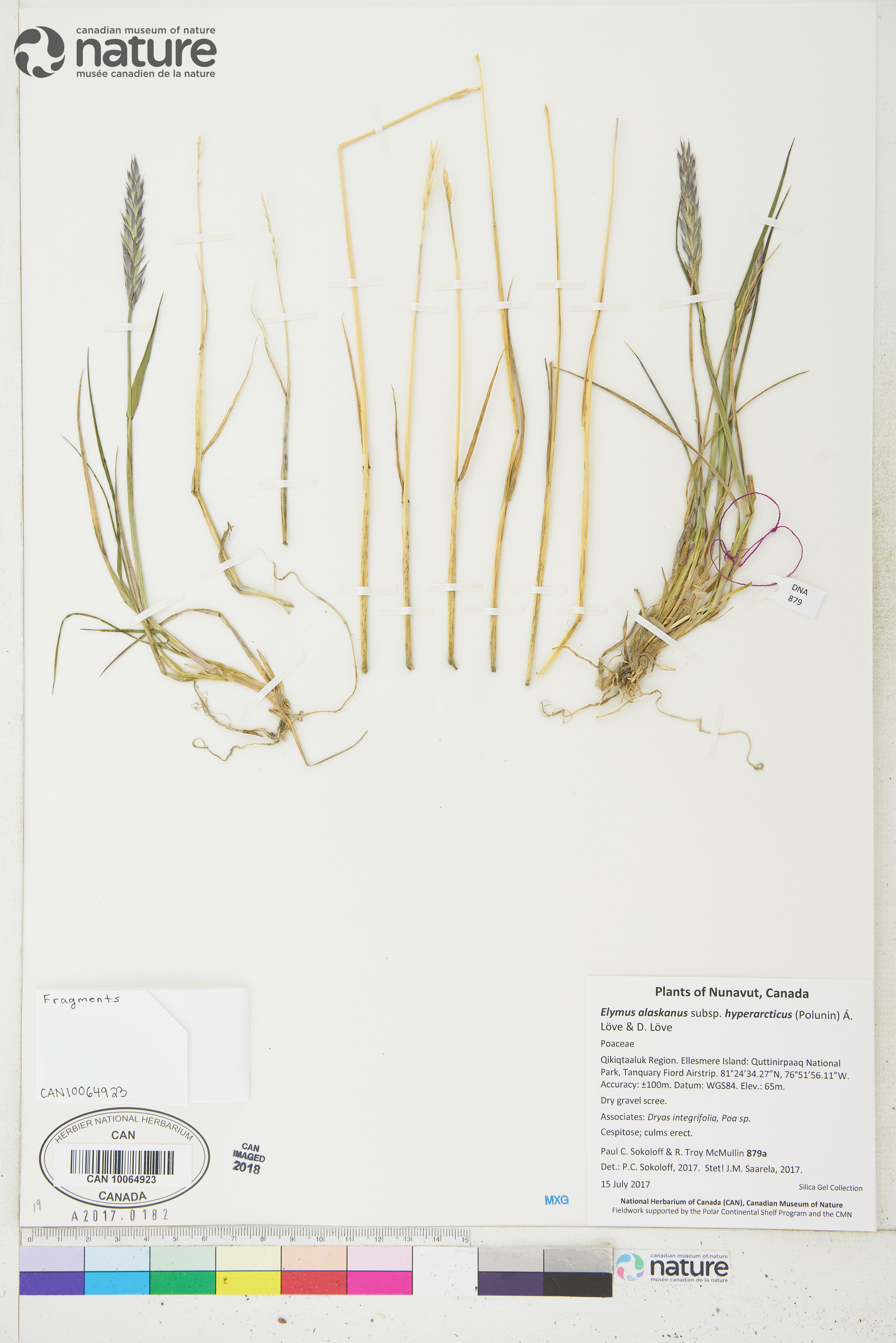 Elymus alaskanus subsp. hyperarcticus image