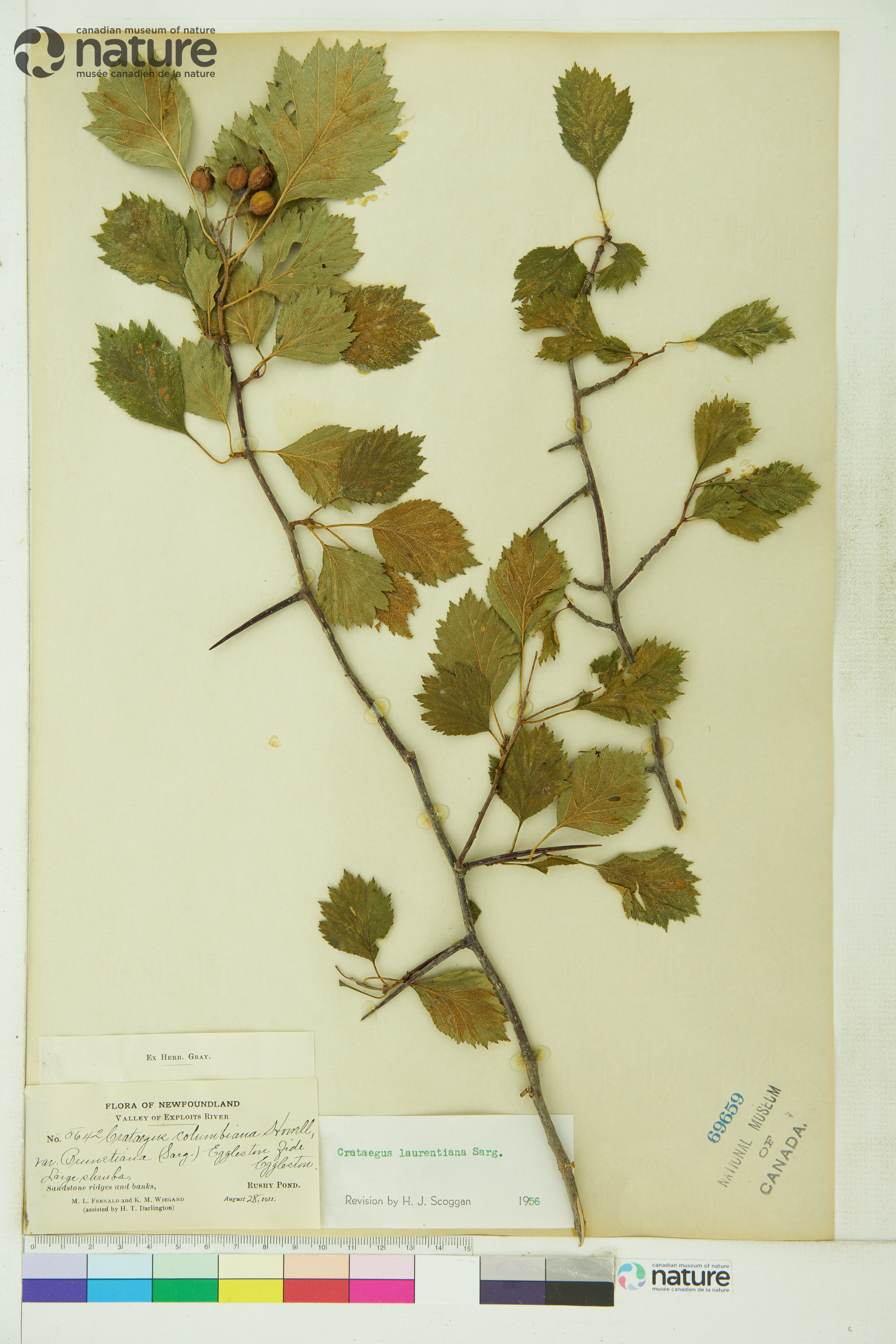 Crataegus laurentiana image