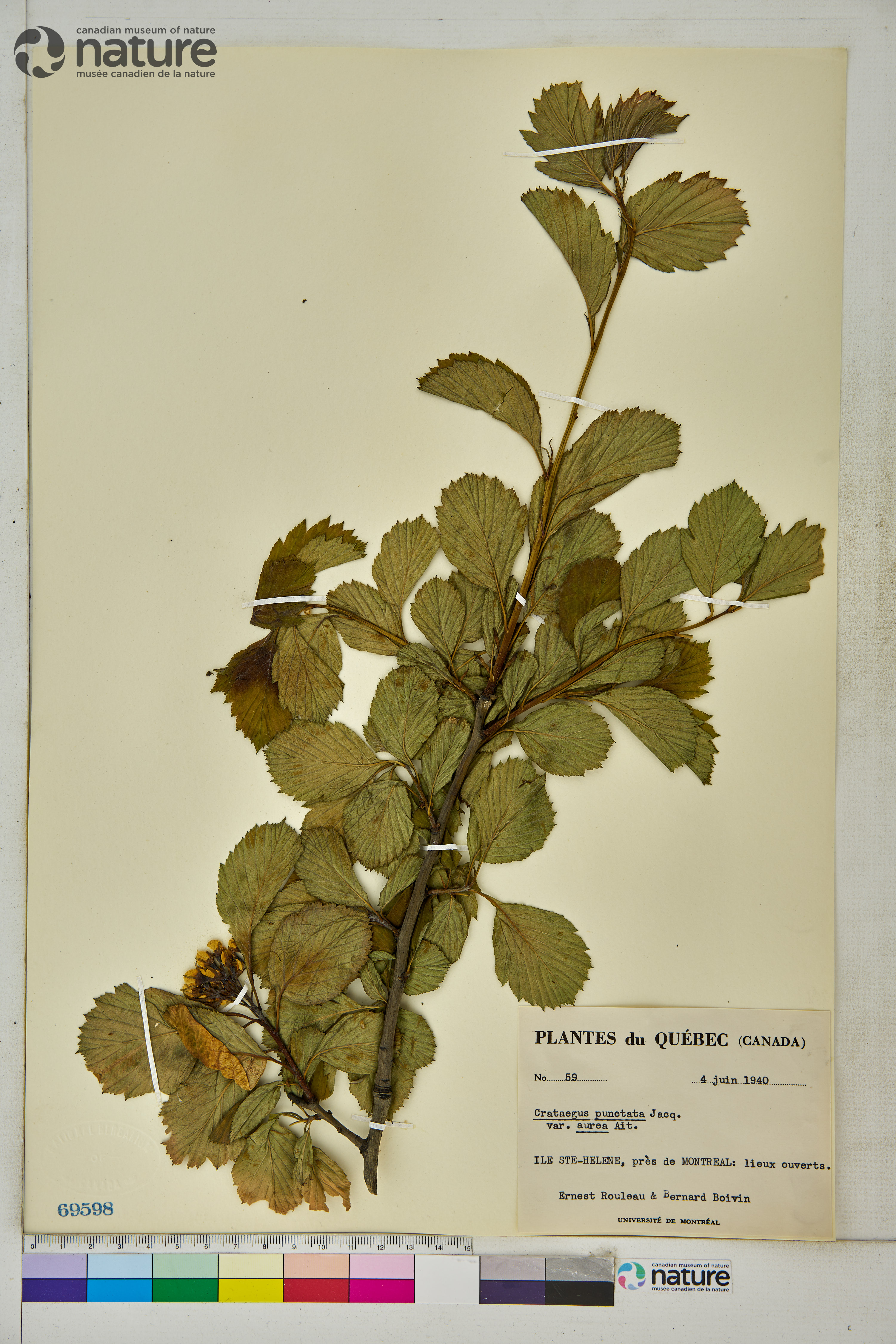 Crataegus punctata image