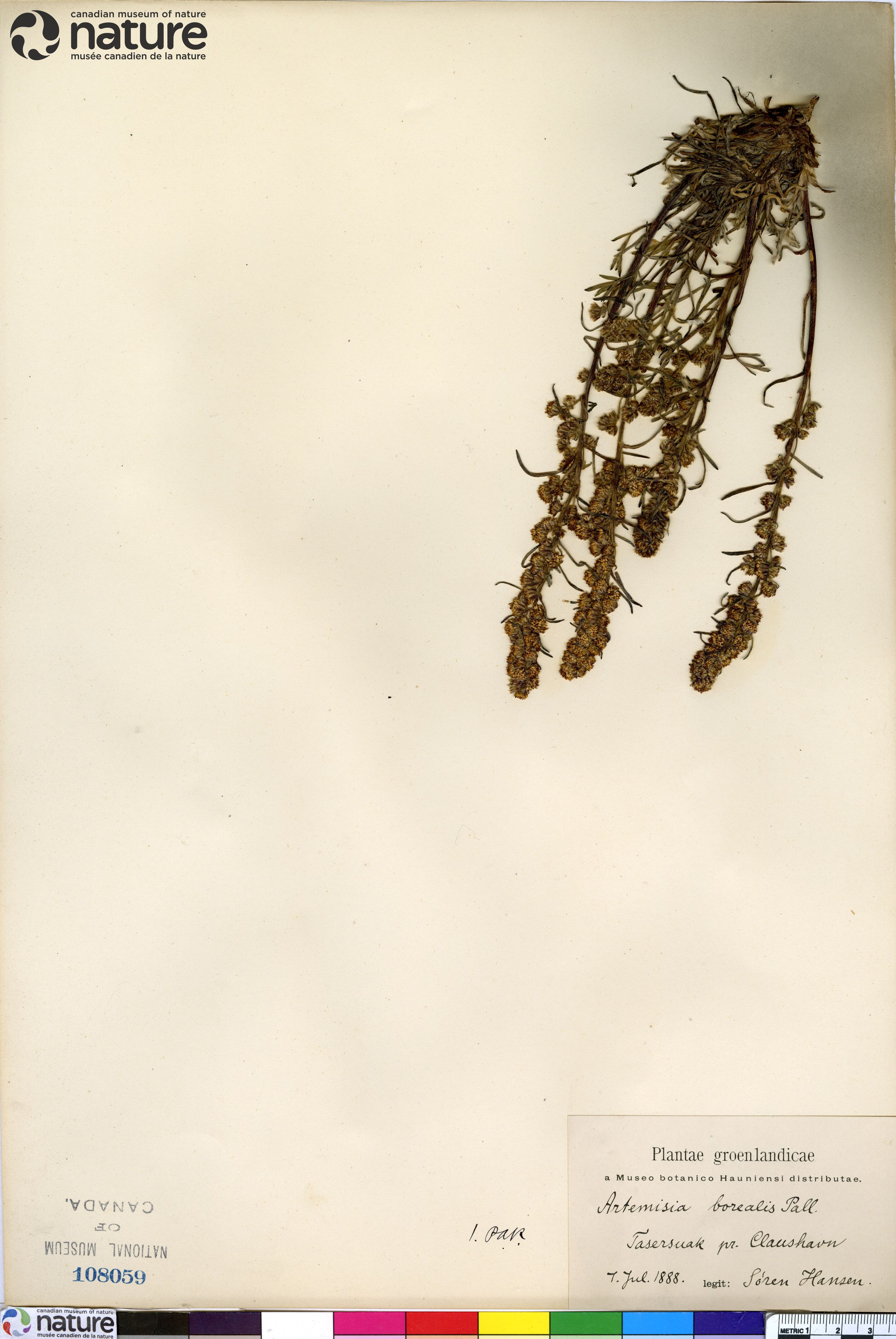 Artemisia borealis subsp. borealis image