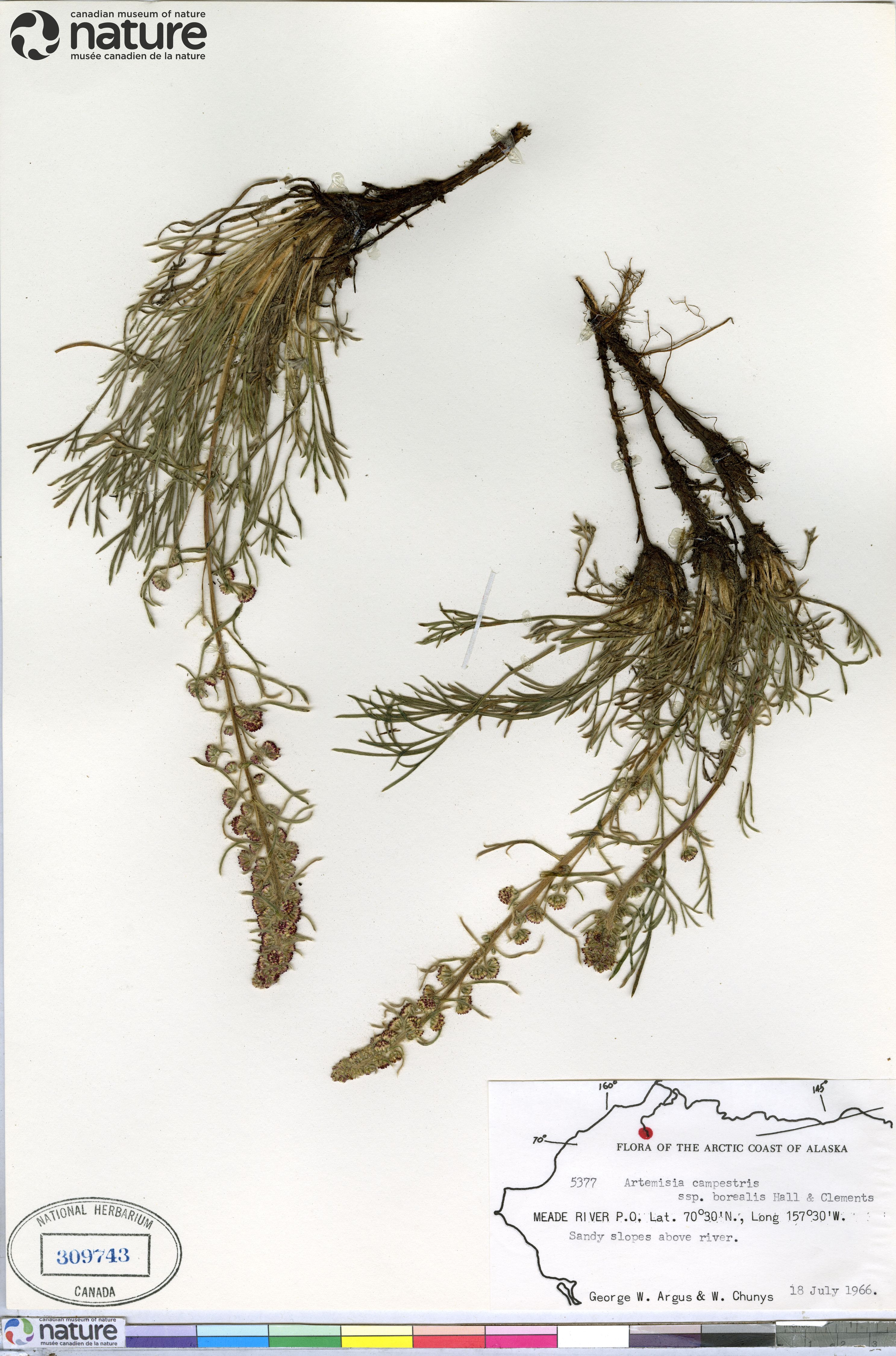 Artemisia borealis image
