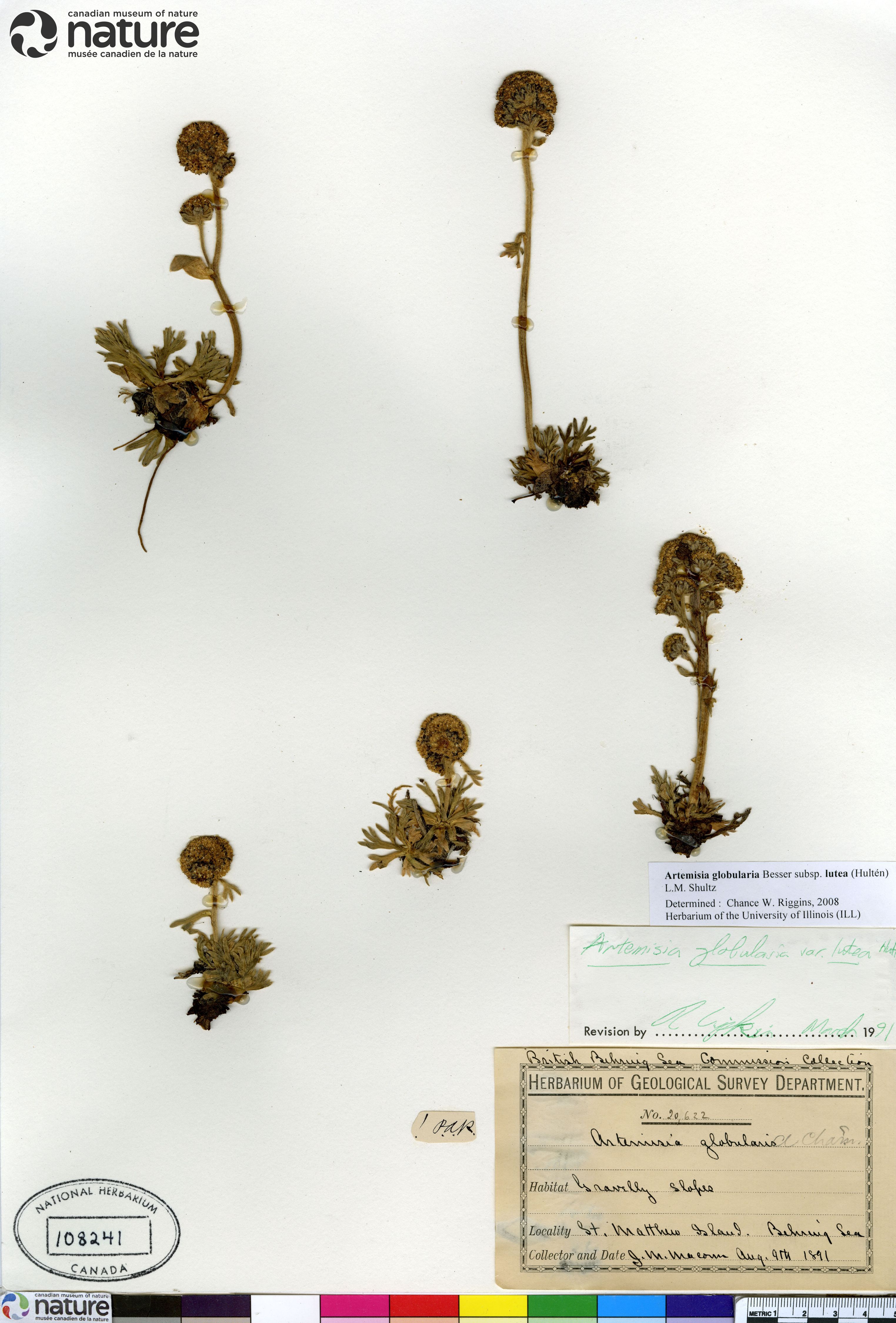Artemisia globularia image