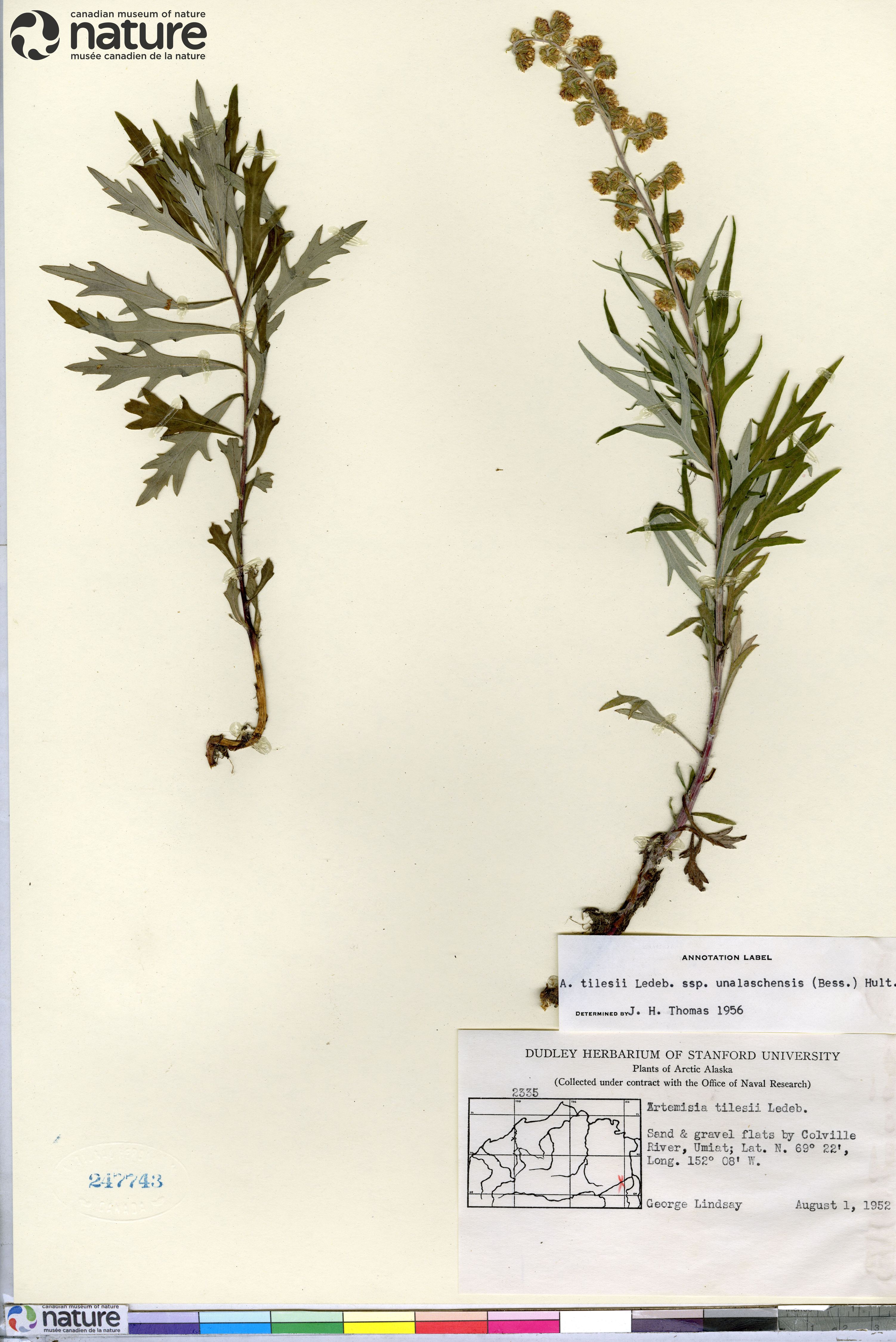 Artemisia tilesii image