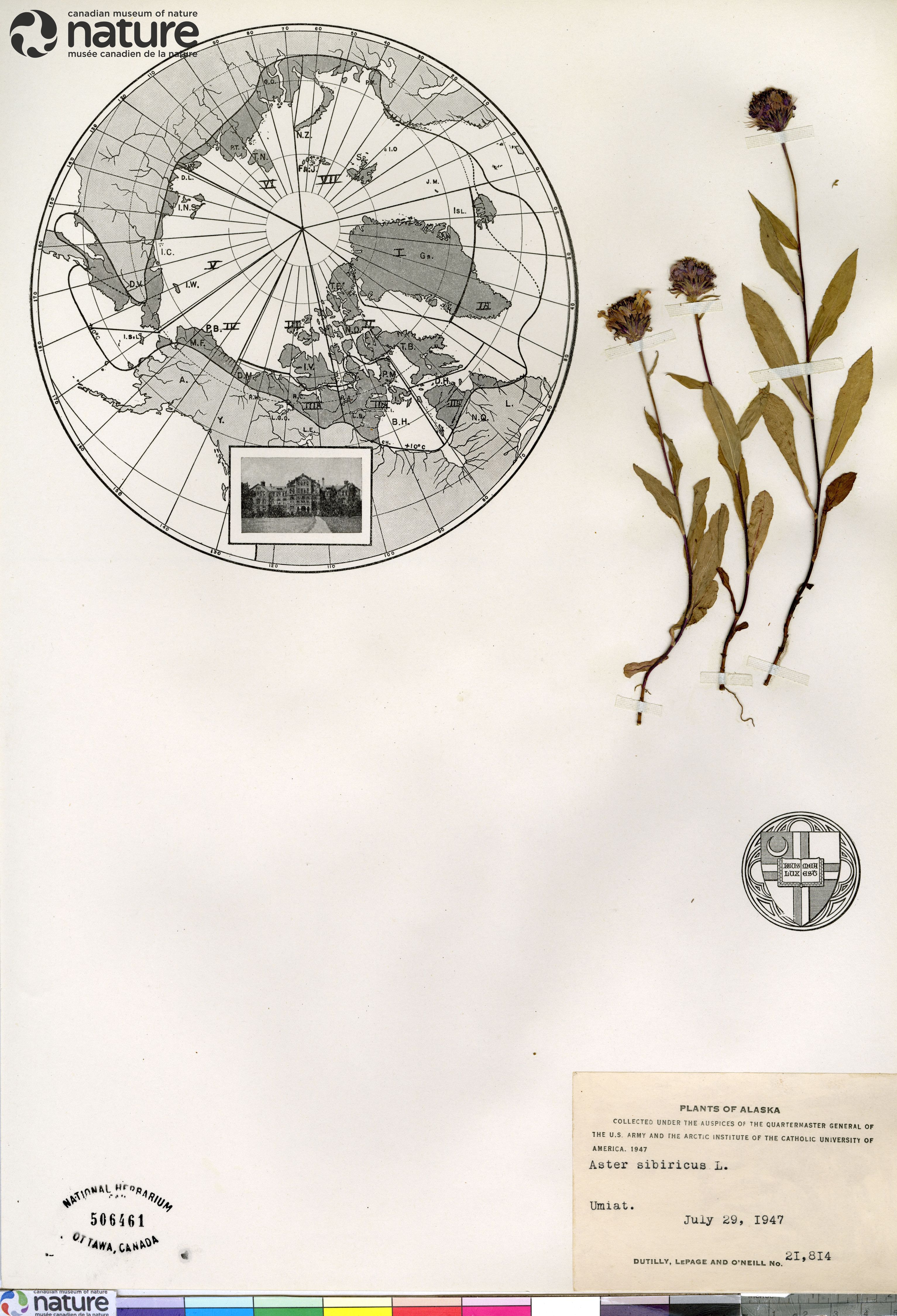 Eurybia sibirica image