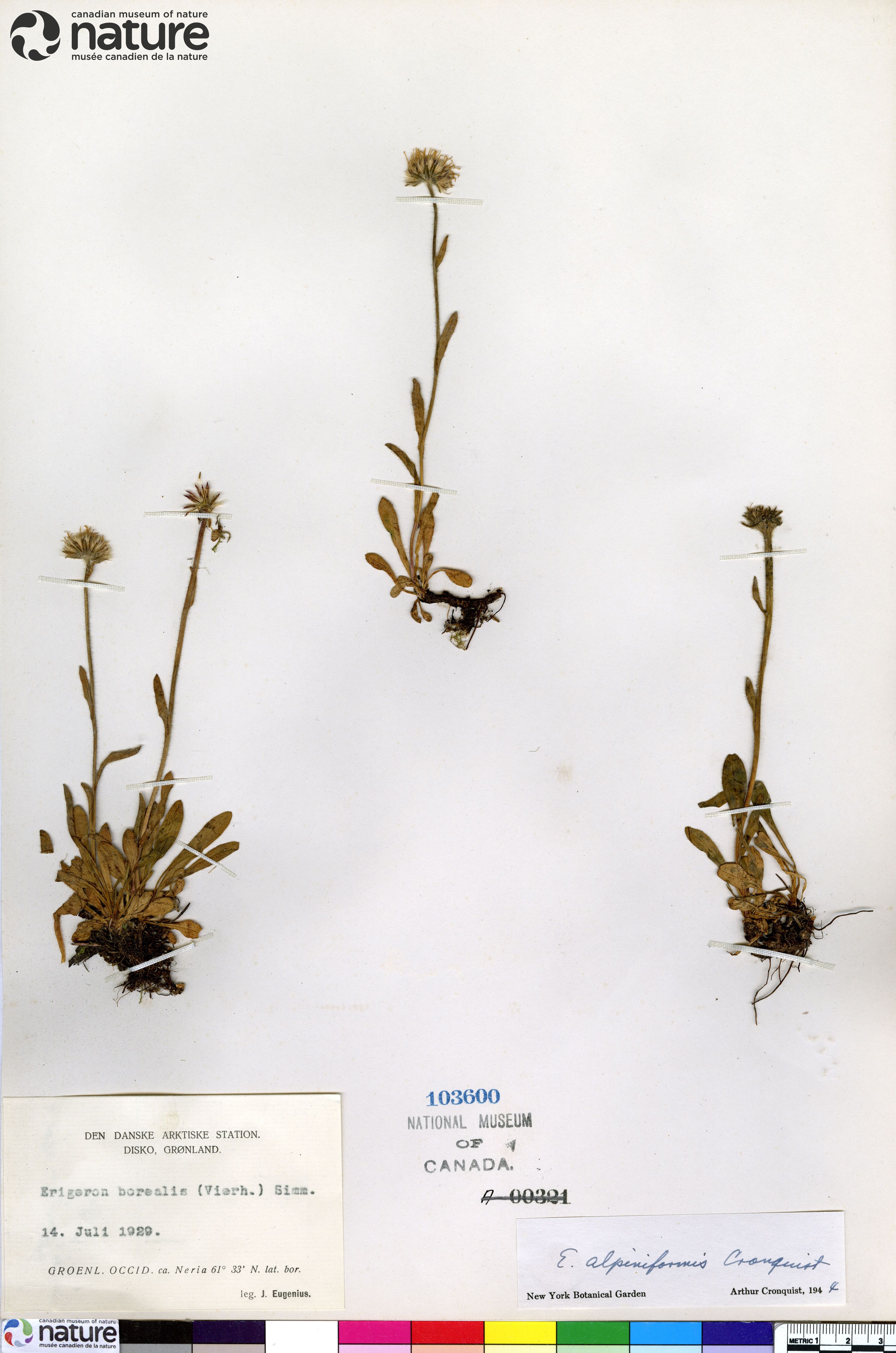 Erigeron alpiniformis image