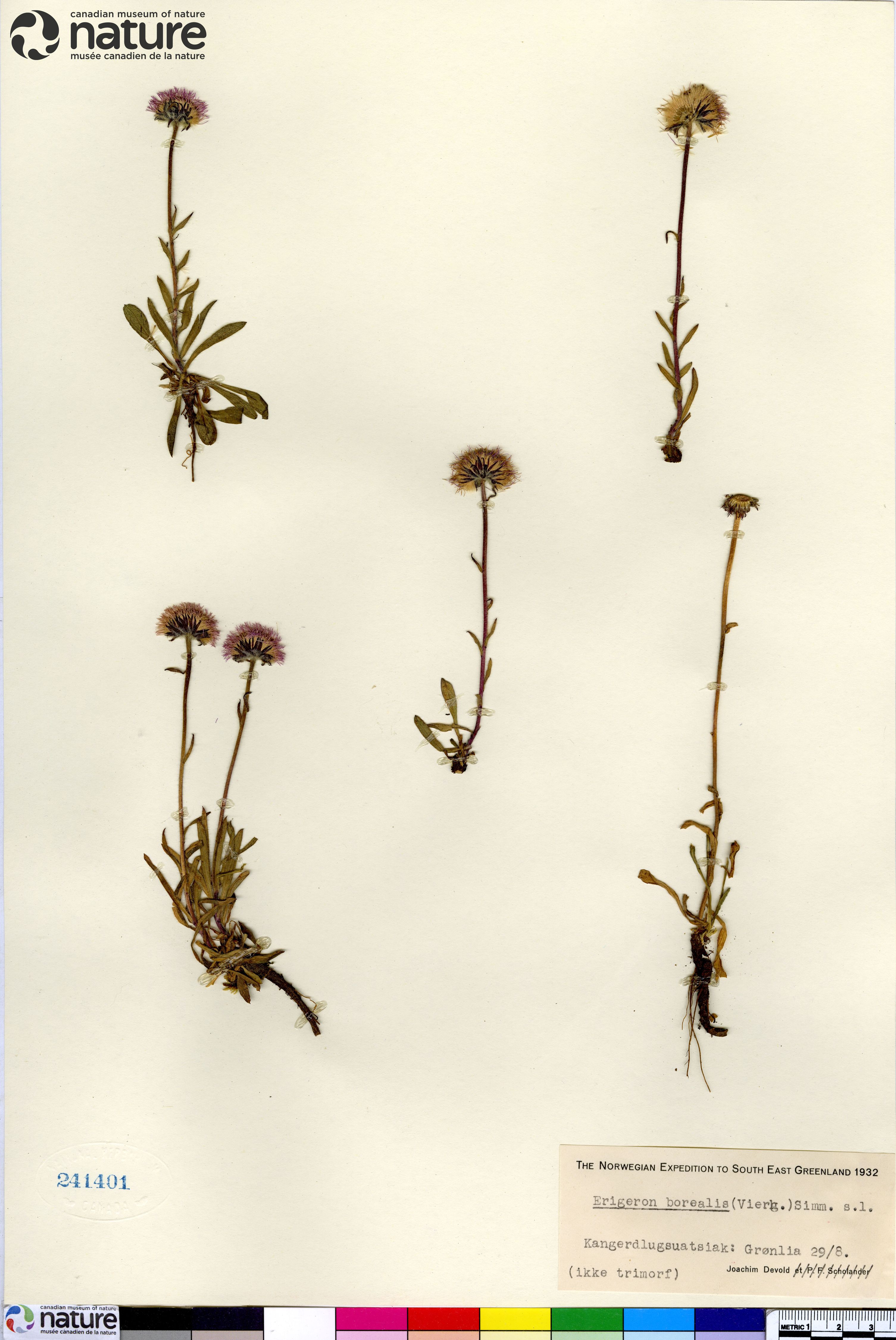 Erigeron alpiniformis image