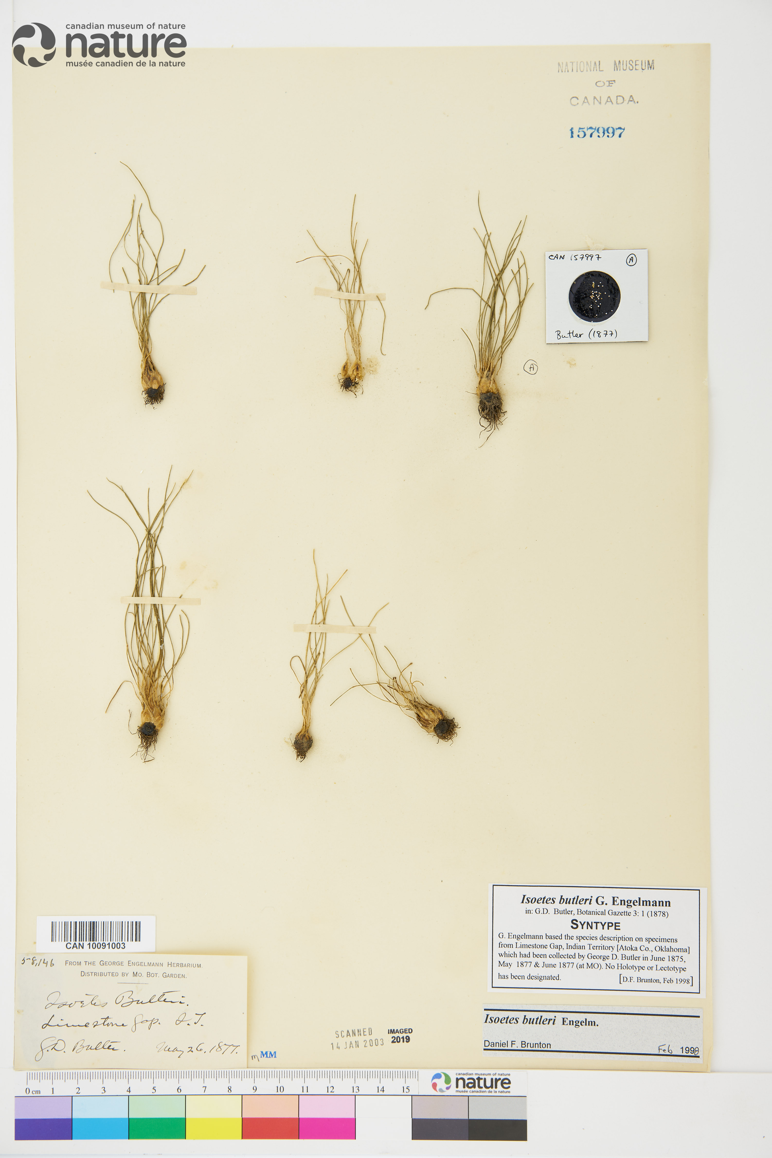 Isoëtes butleri image